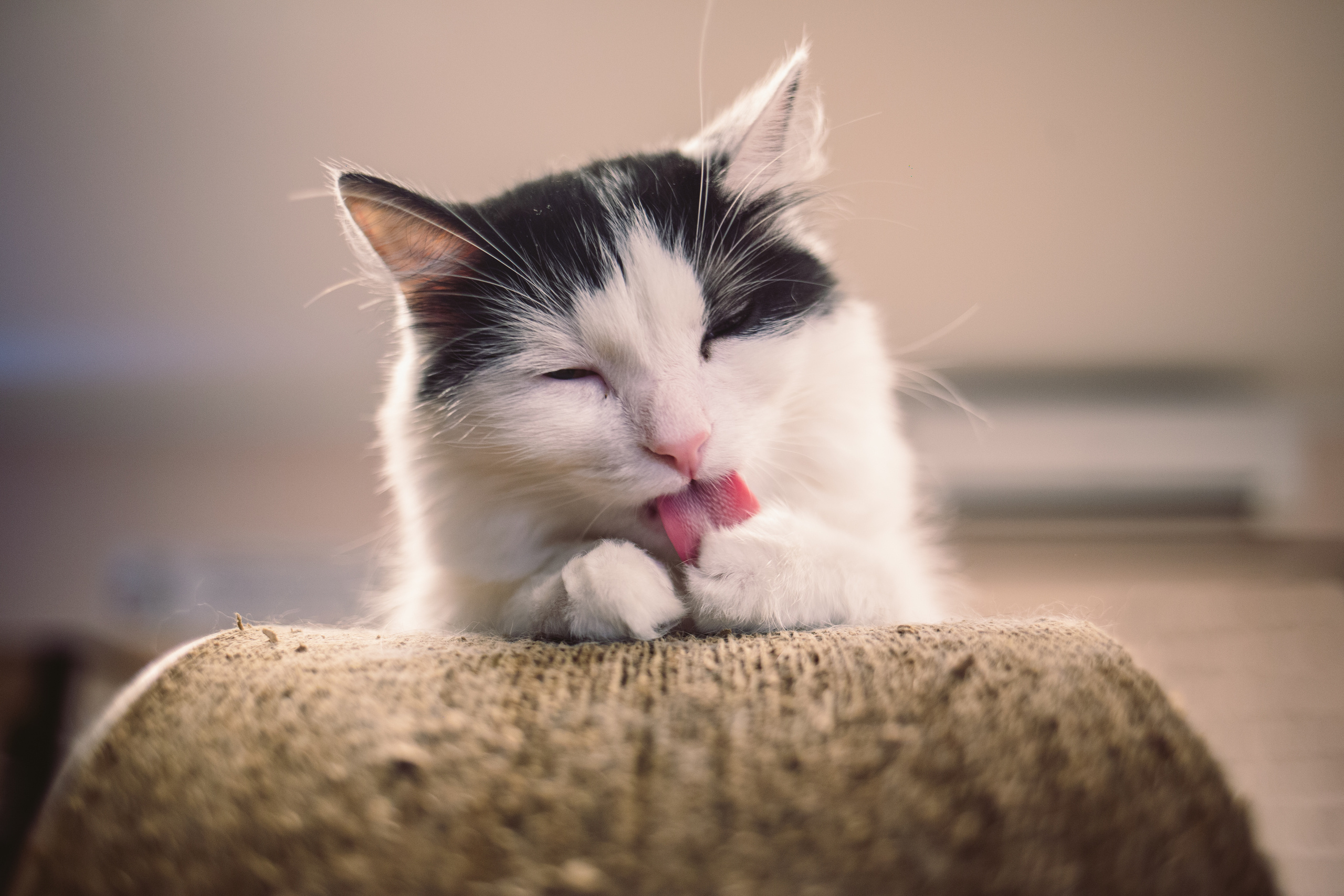 Кото-кафе «Soulmate» в Санкт-Петербурге