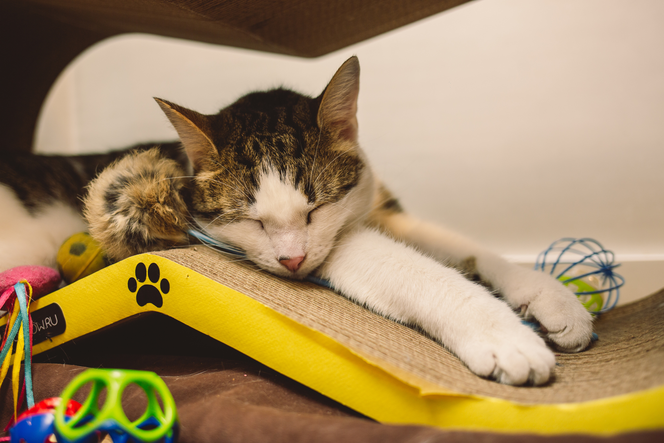 Кото-кафе «Soulmate» в Санкт-Петербурге