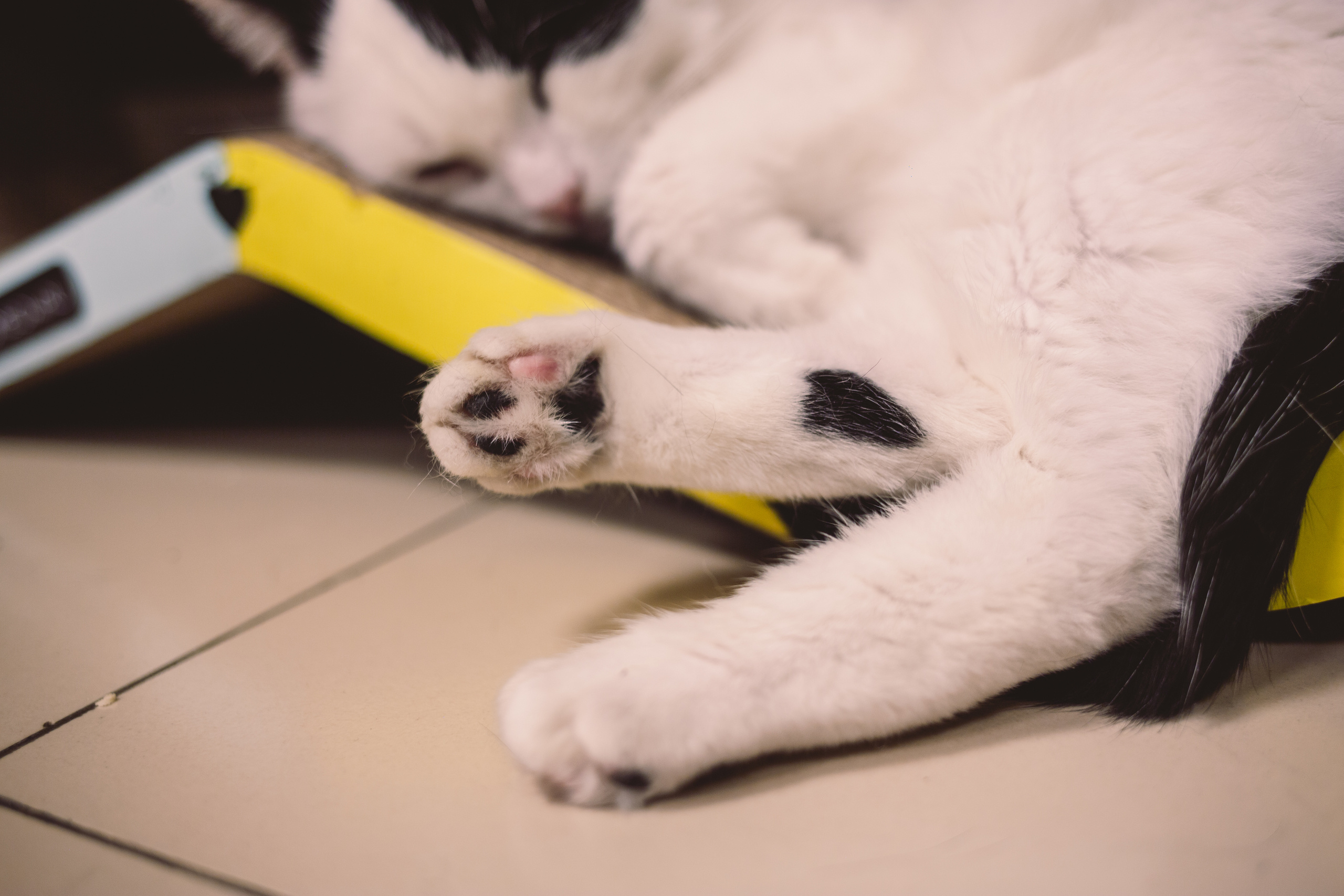 Кото-кафе «Soulmate» в Санкт-Петербурге