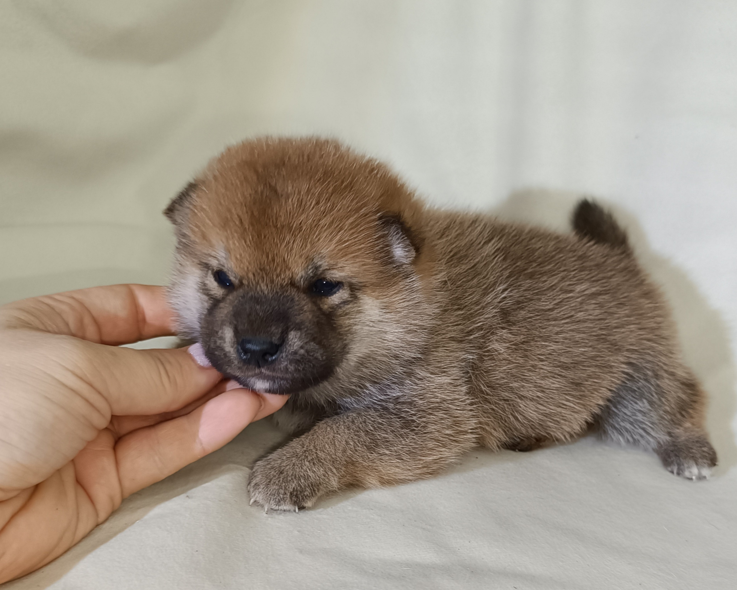 сиба питомник Рубилайт щенки на продажу rubylight  сиба щенки купить СПб Санкт-Петербург 