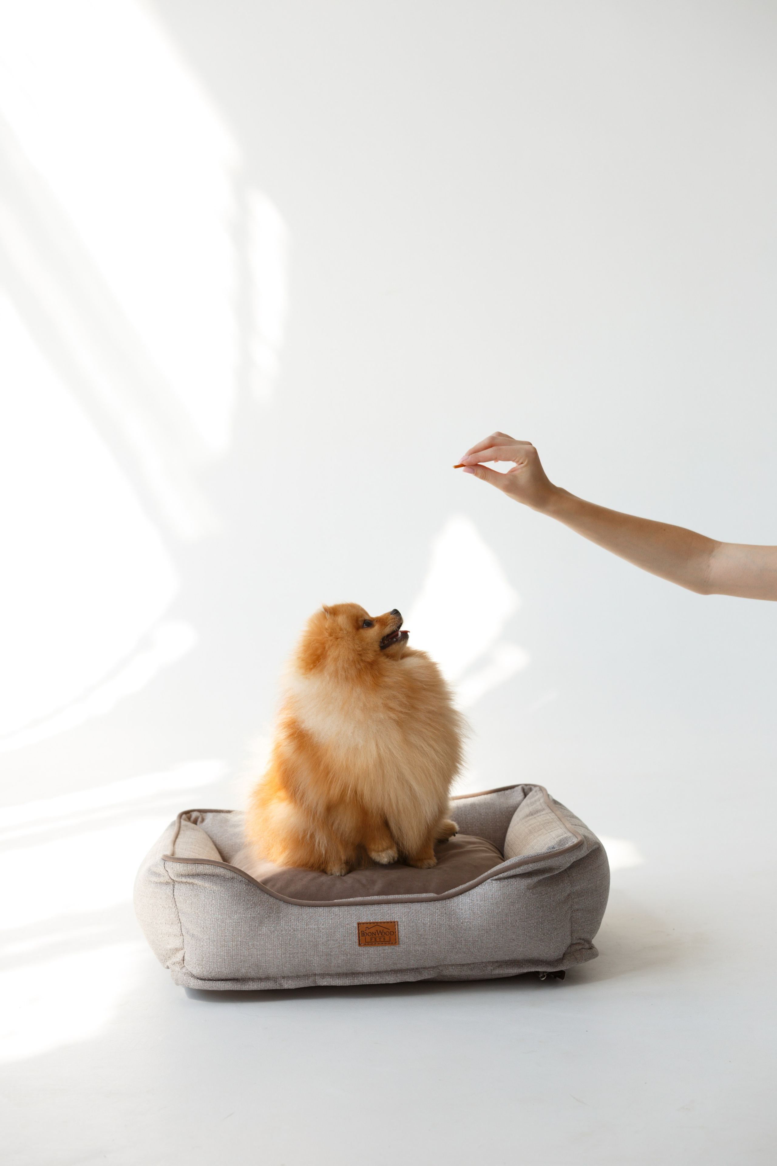 Boonwood Pets лежанки для животных. Фотограф анималист Кристина Карпова, Москва