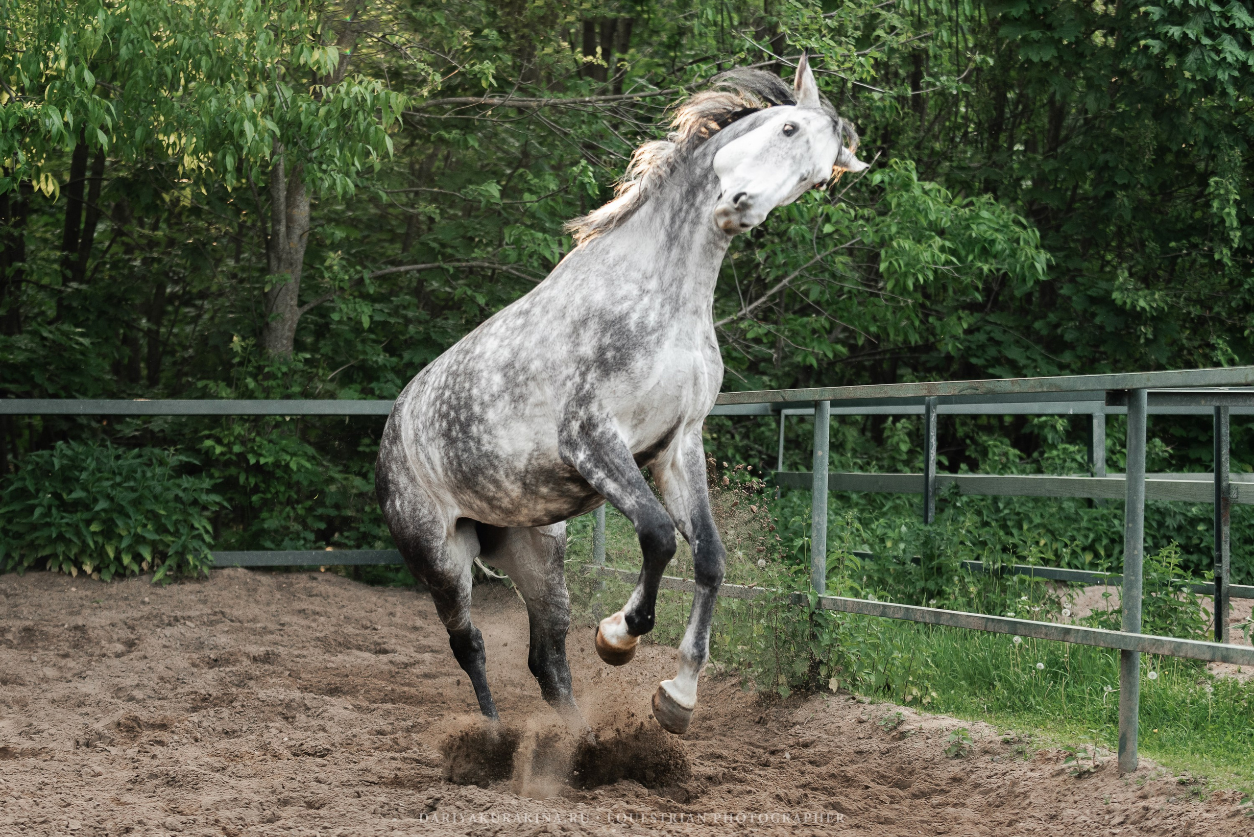 КСПХ «ЮНА», Зелёновое. Конный фотограф Куракина Дарья • Фотосессии с лошадьми