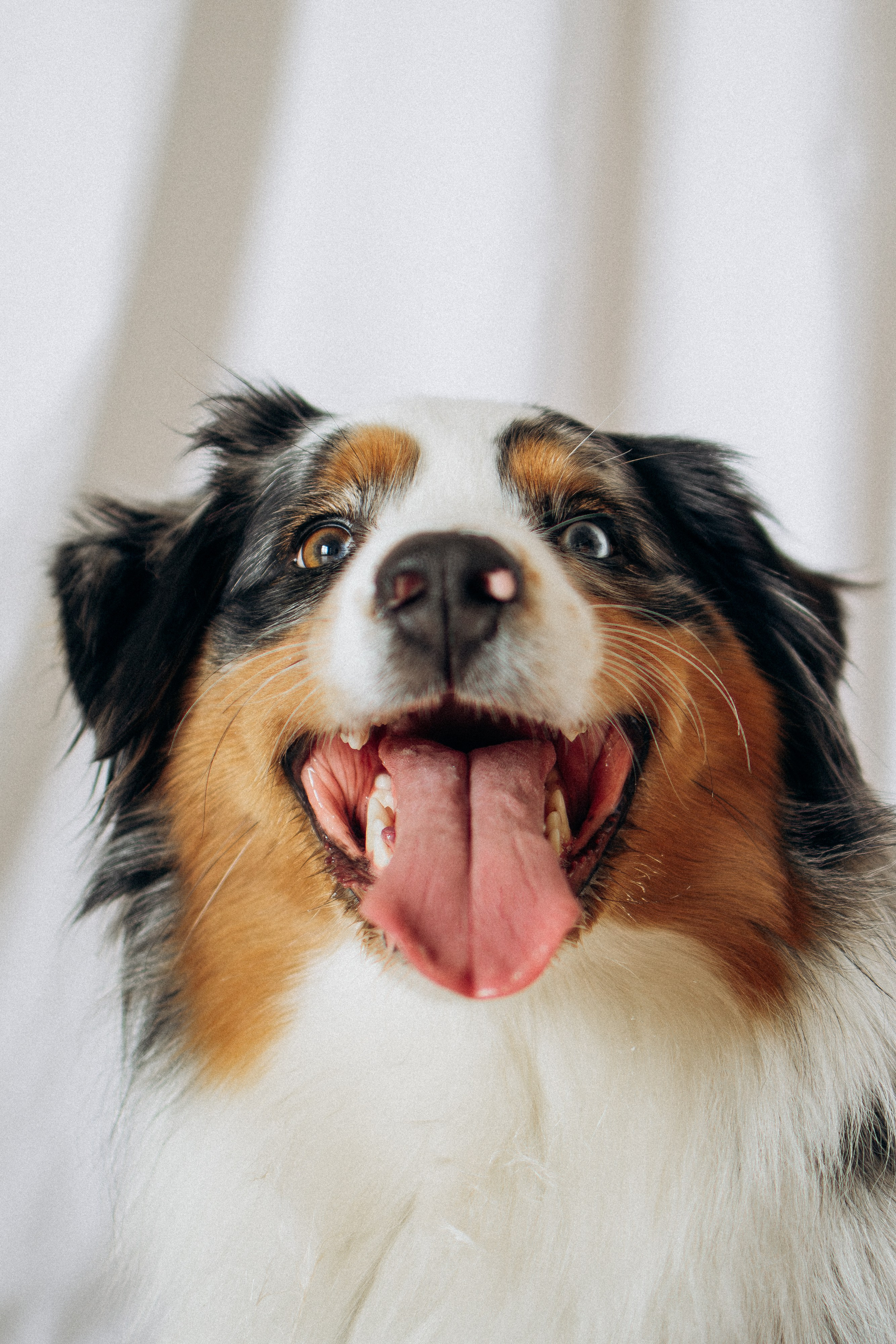 Orozyme&Emmiepet. Фотораф — анималист Мария Шистка