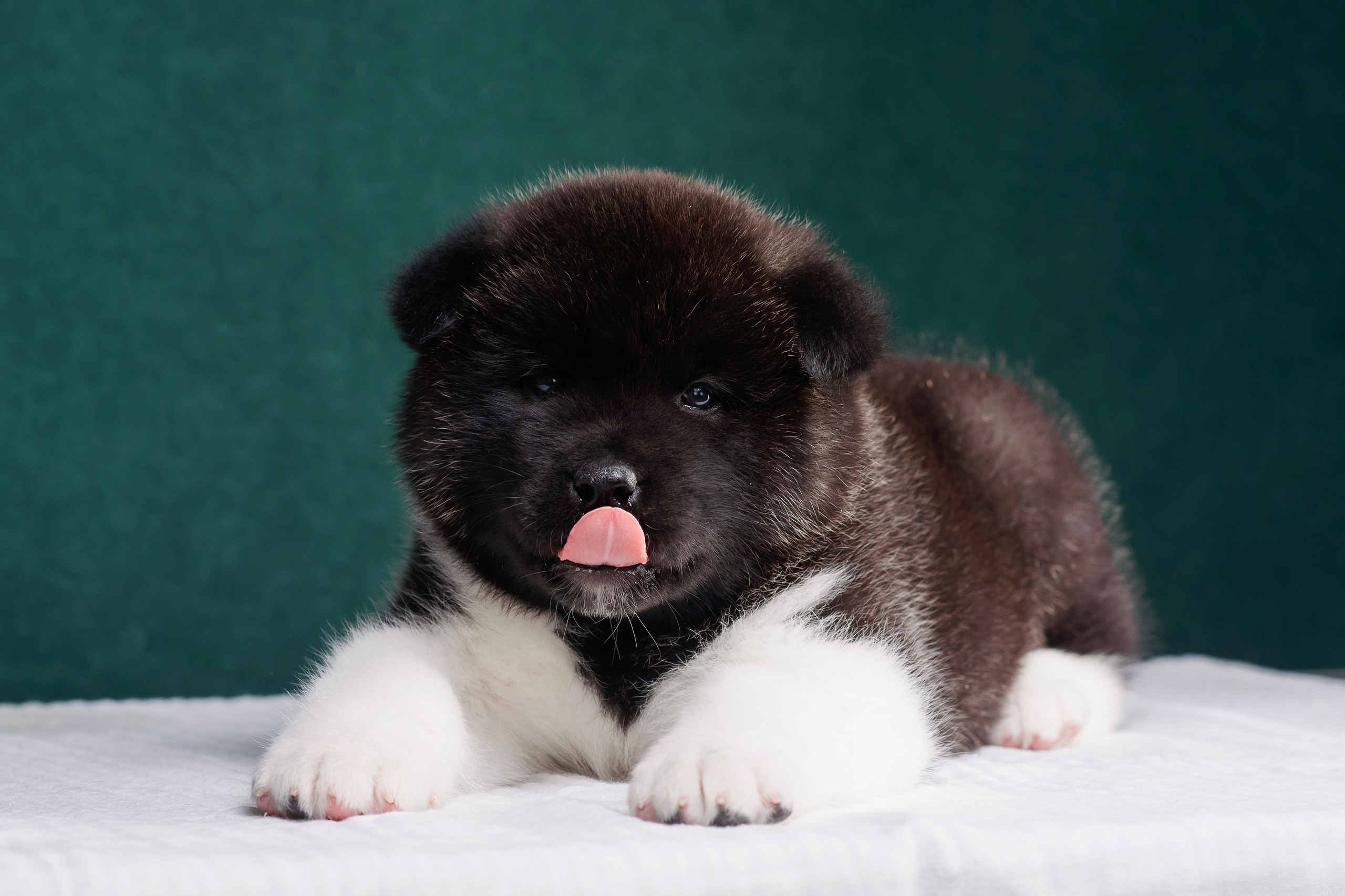 Щенки Американской Акиты. Фотограф — Анималист | Анна Абрамова