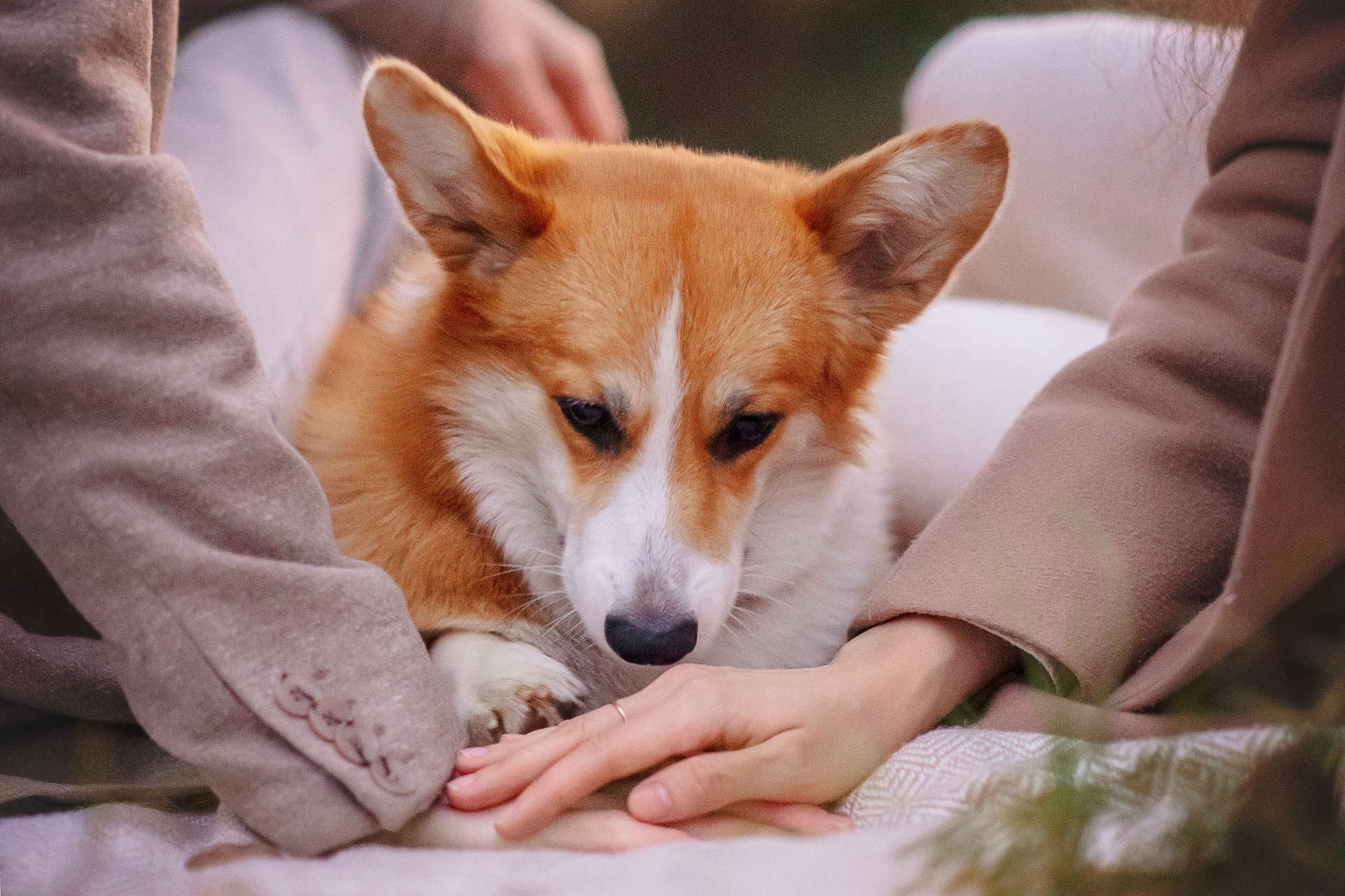 Максим, Аня и Челси — 19.10.2024. Фотограф — Анималист | Анна Абрамова