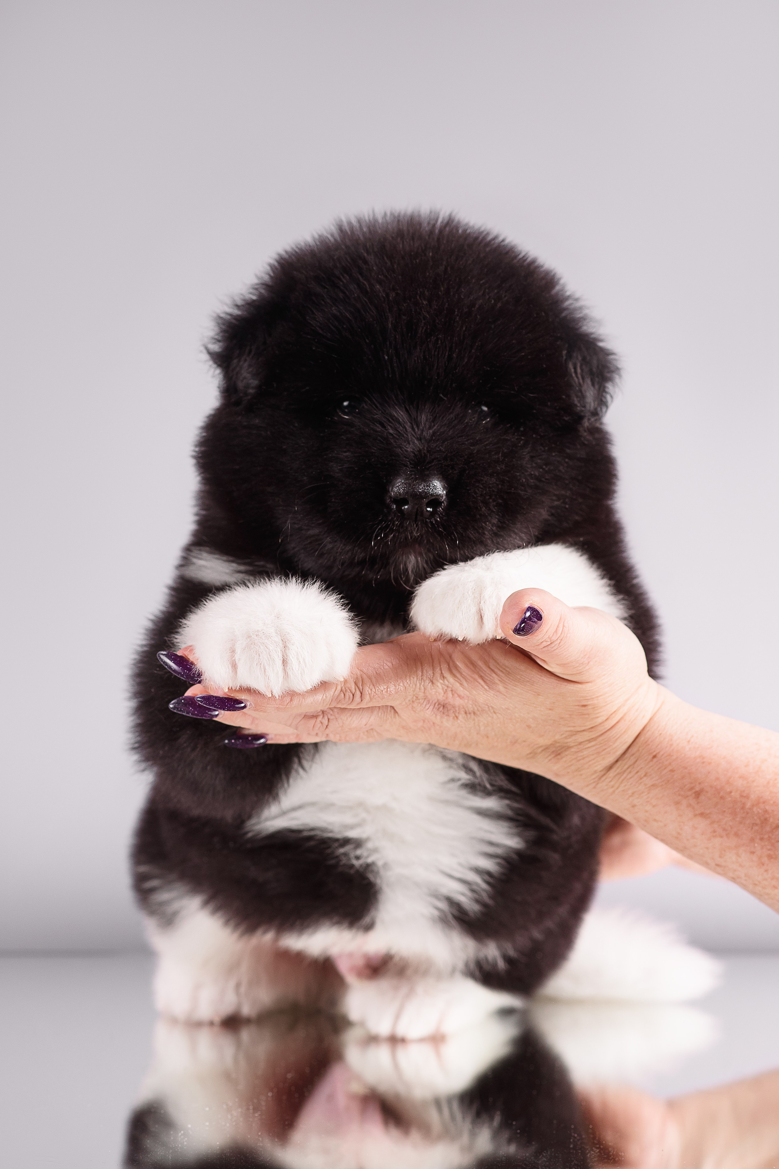 Щенки Американской Акиты — 04.11.2024. Фотограф — Анималист | Анна Абрамова