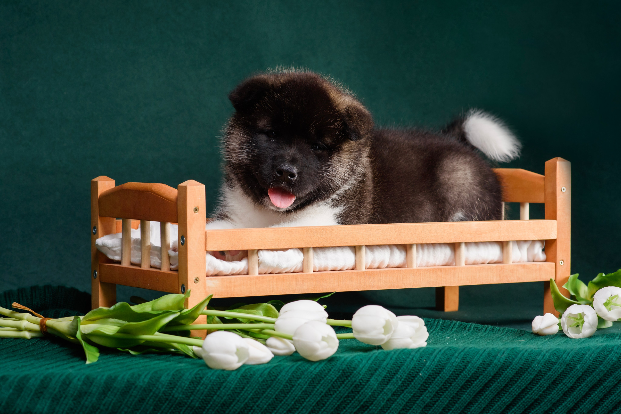 Щенки Американской Акиты. Фотограф — Анималист | Анна Абрамова