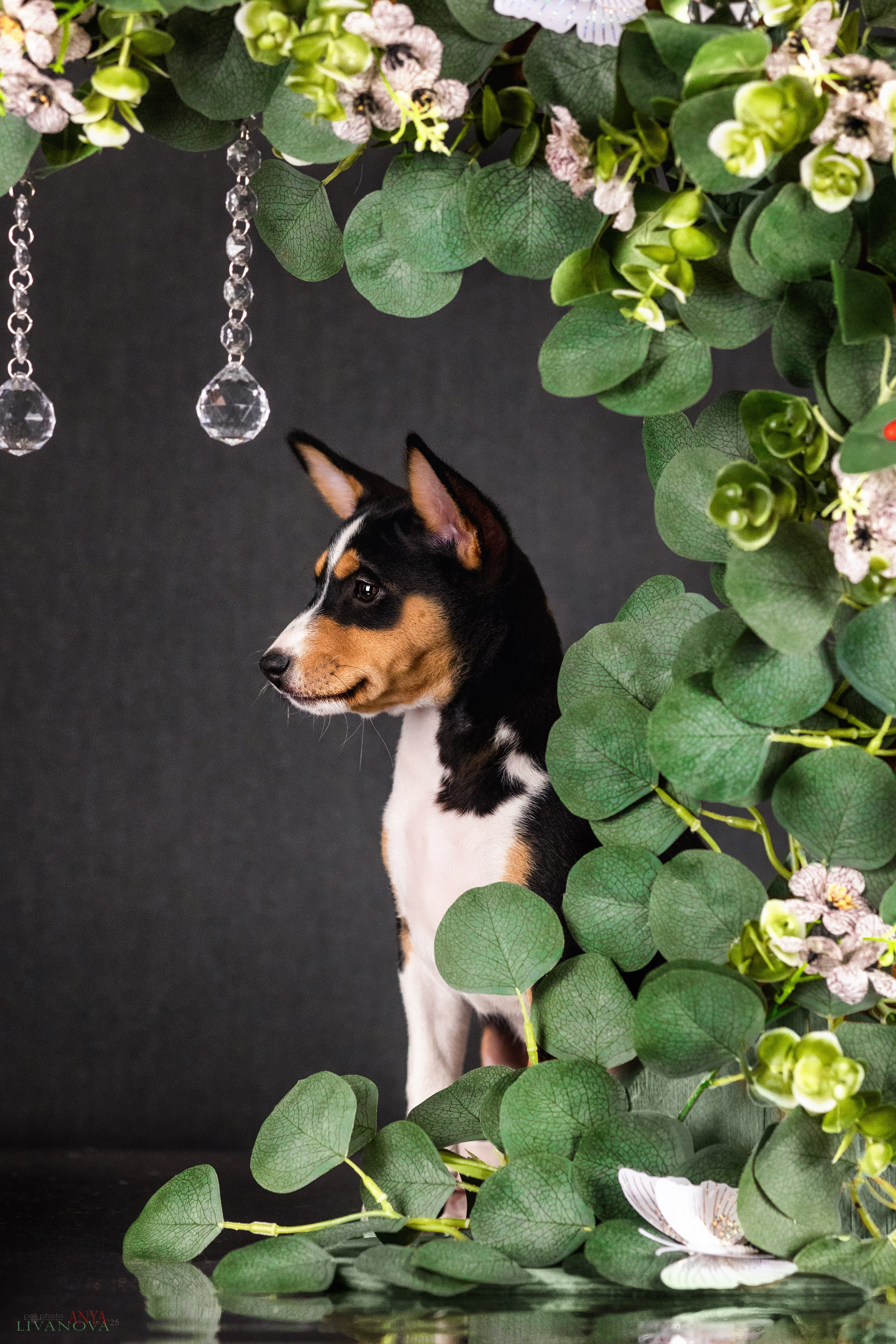 Басенджи. Фотограф анималист Аня Ливанова | Рыбинск