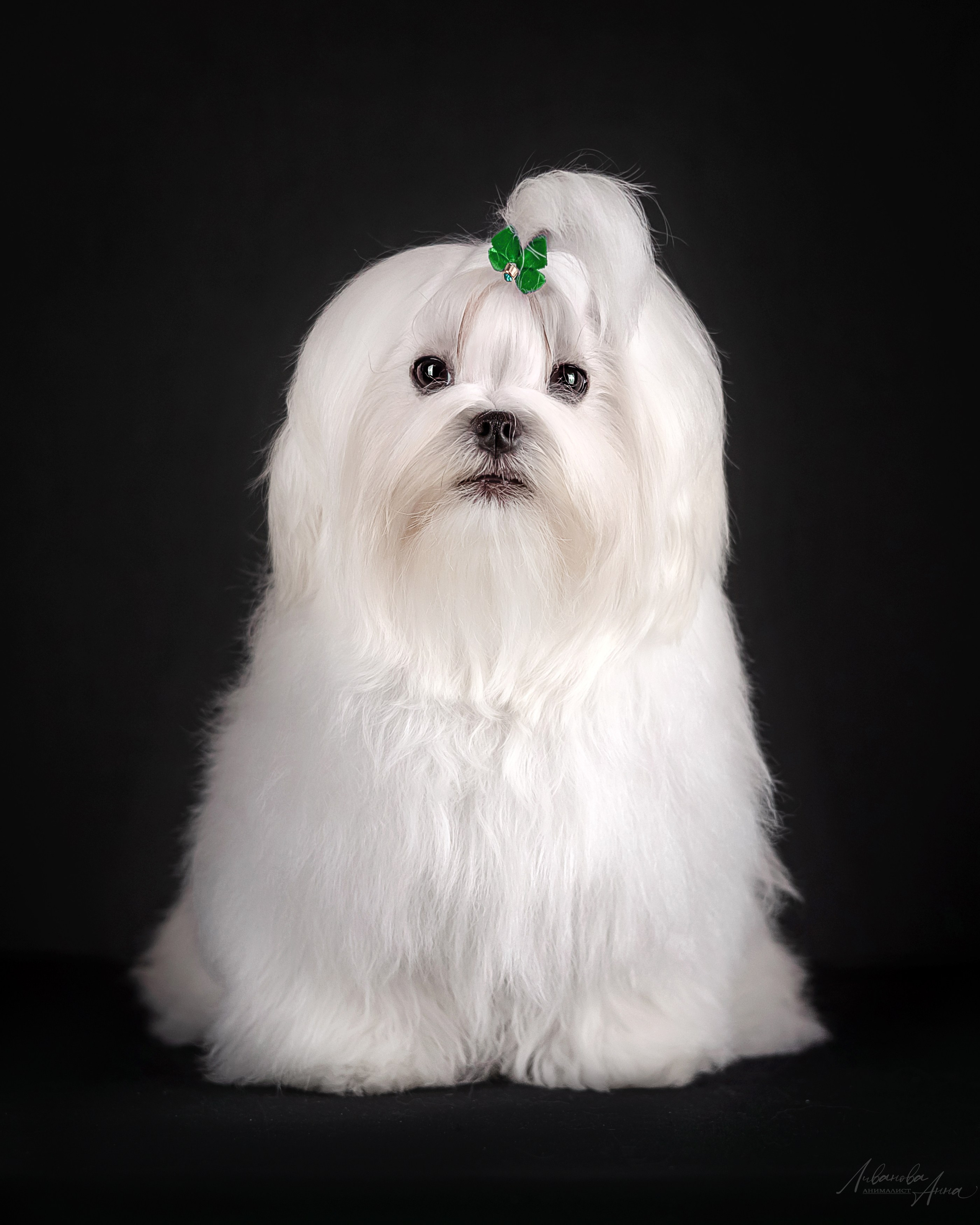 Мальтезе. Фотограф анималист Аня Ливанова | Рыбинск