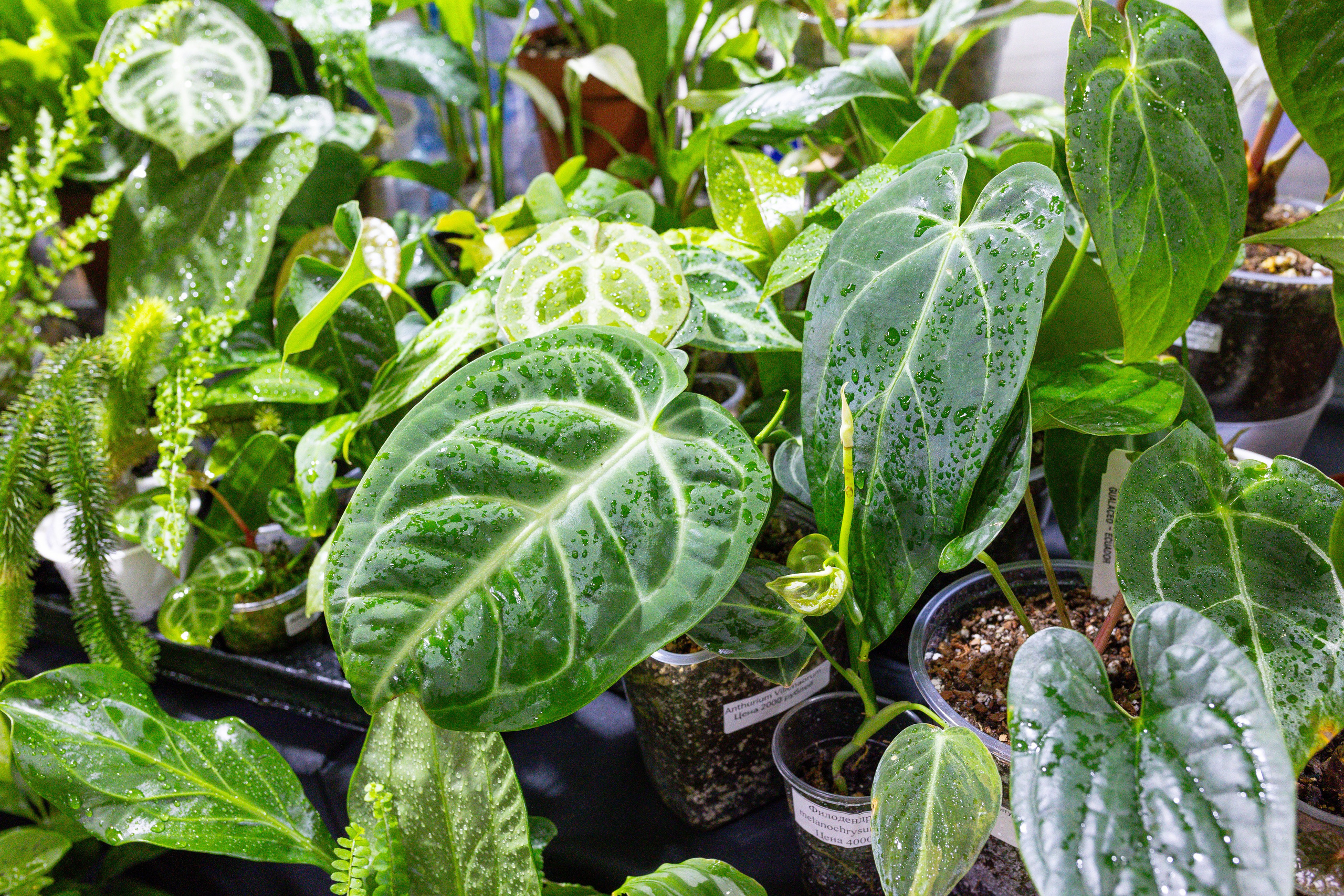 Монстериум 11–12 октября. Александра Куликова фотограф, Москва