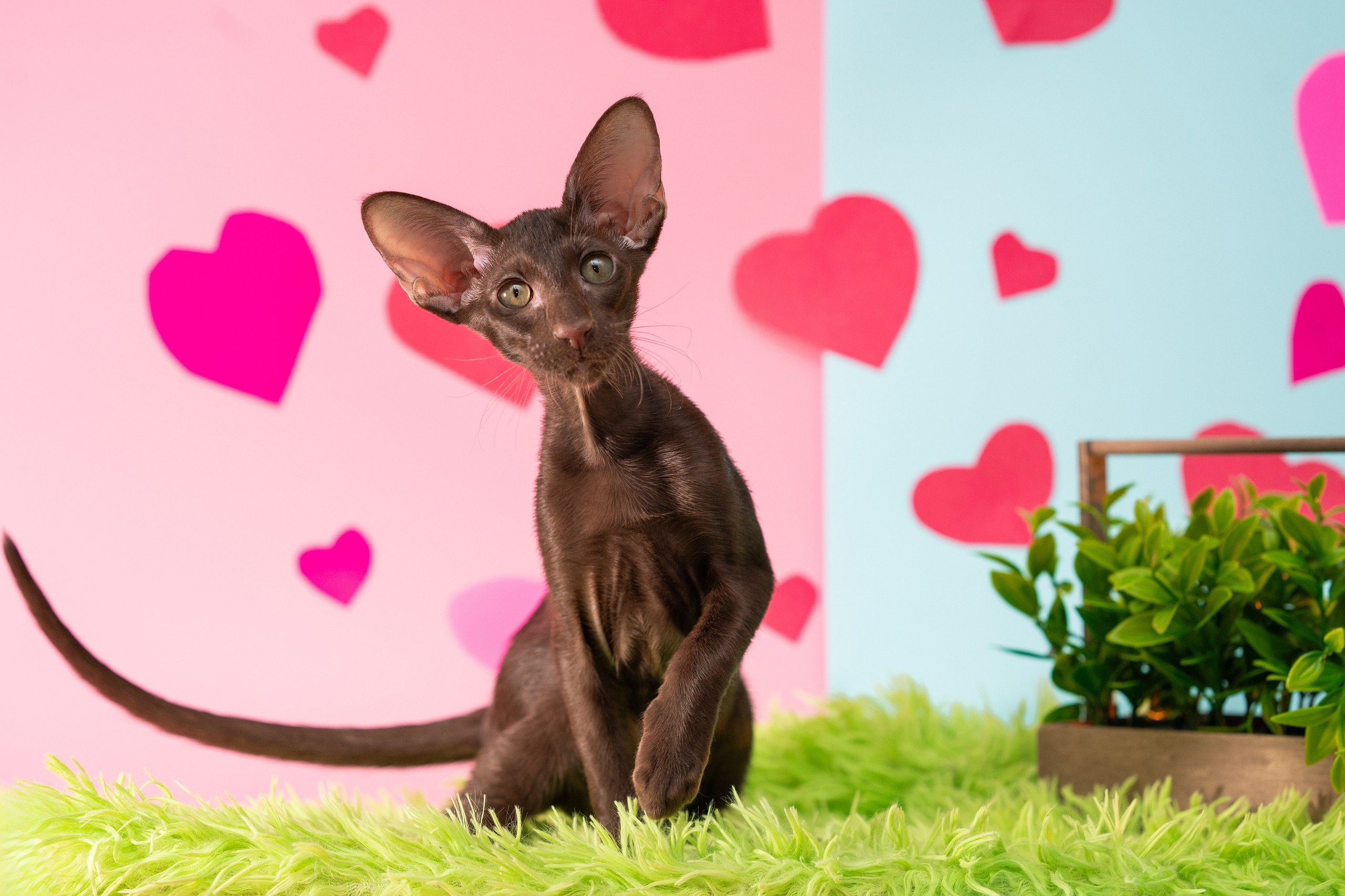 Заводчик Юлия Панова. Творческий фотограф Вологда