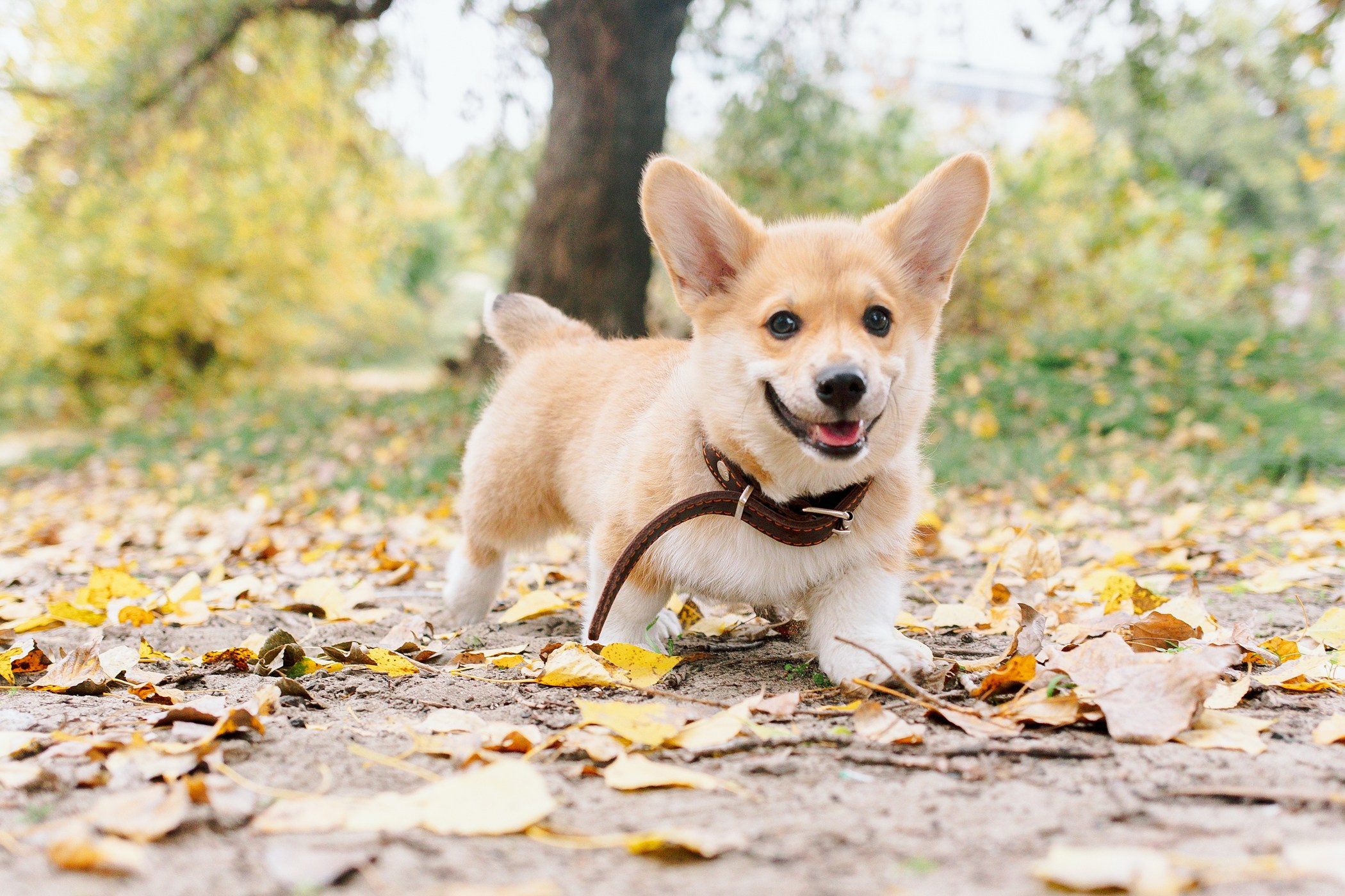 Стич. Семейный, репортажный, свадебный фотограф в Краснодаре Артур Александрин