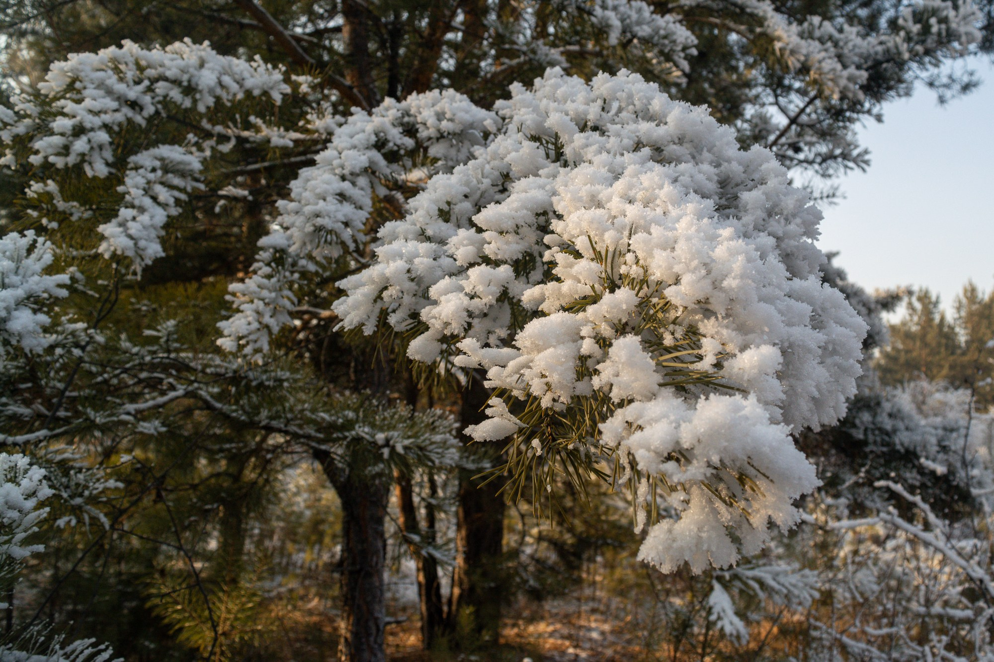 Разное. Репортажный фотограф г. Чита