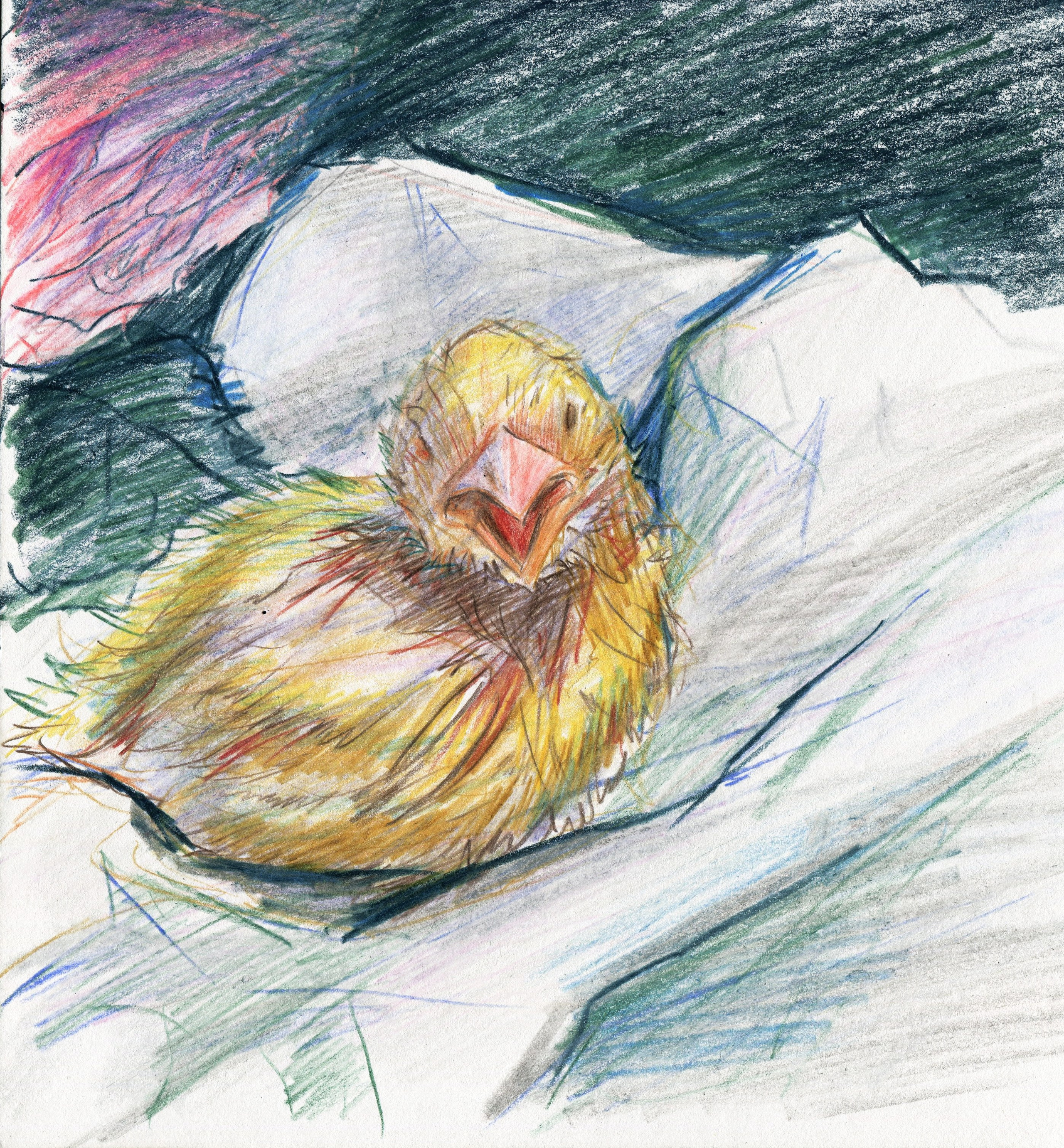 Животные. Художник, иллюстратор и комиксист Азизова Елена