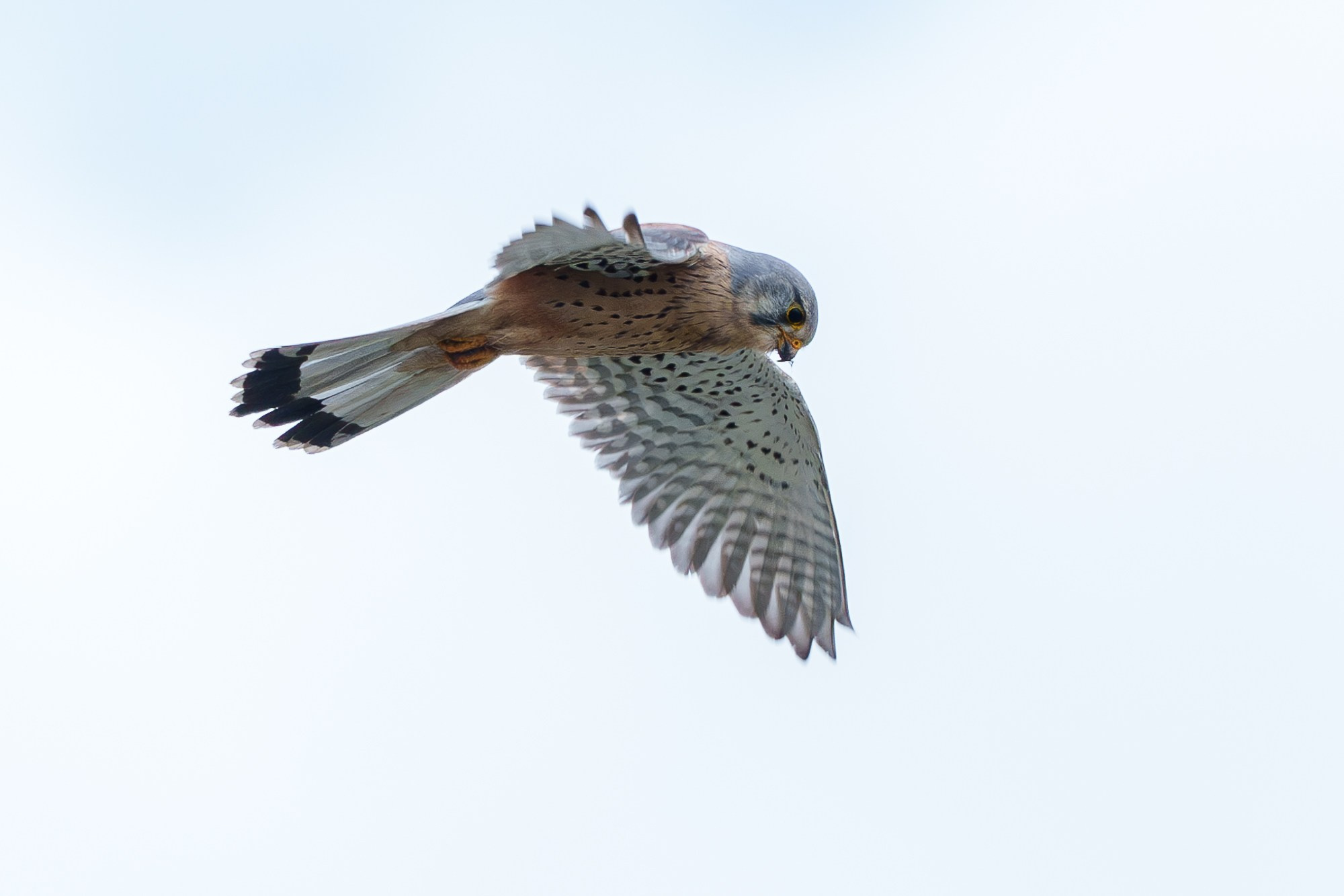 Удивительные мир птиц. Вокруг нас столько прекрасного — присмотритесь!. Ваш личный фотограф Марина Волкова