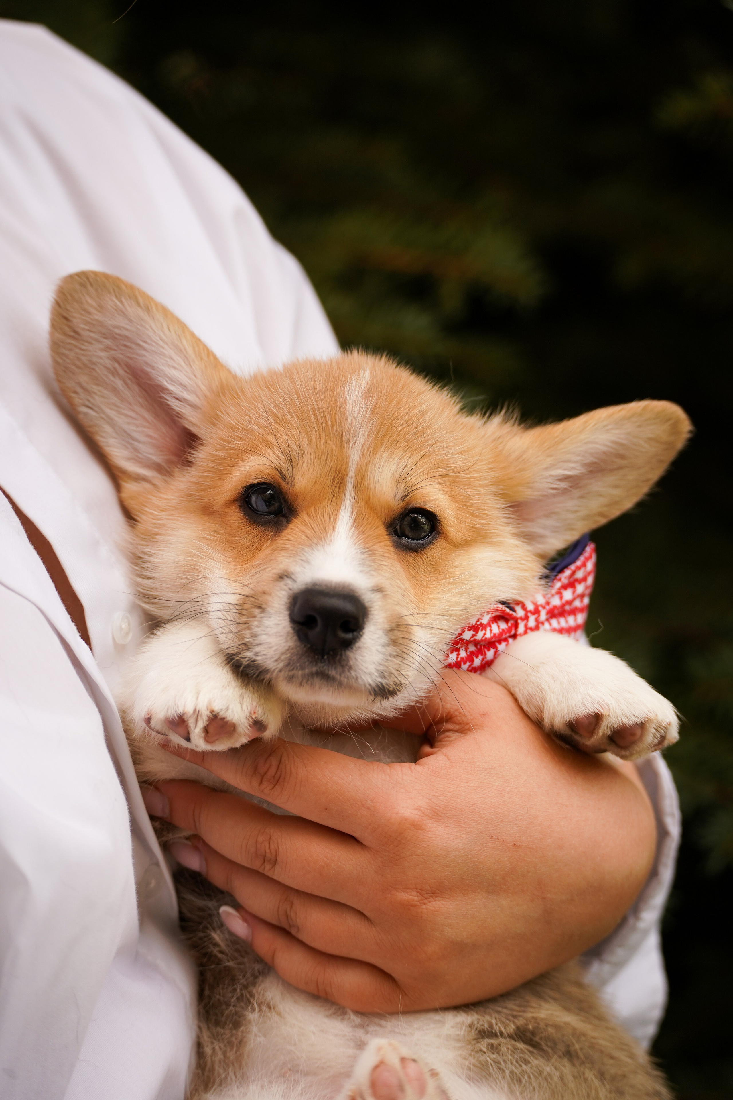 Корги. Фотограф-анималист Анастасия Большакова