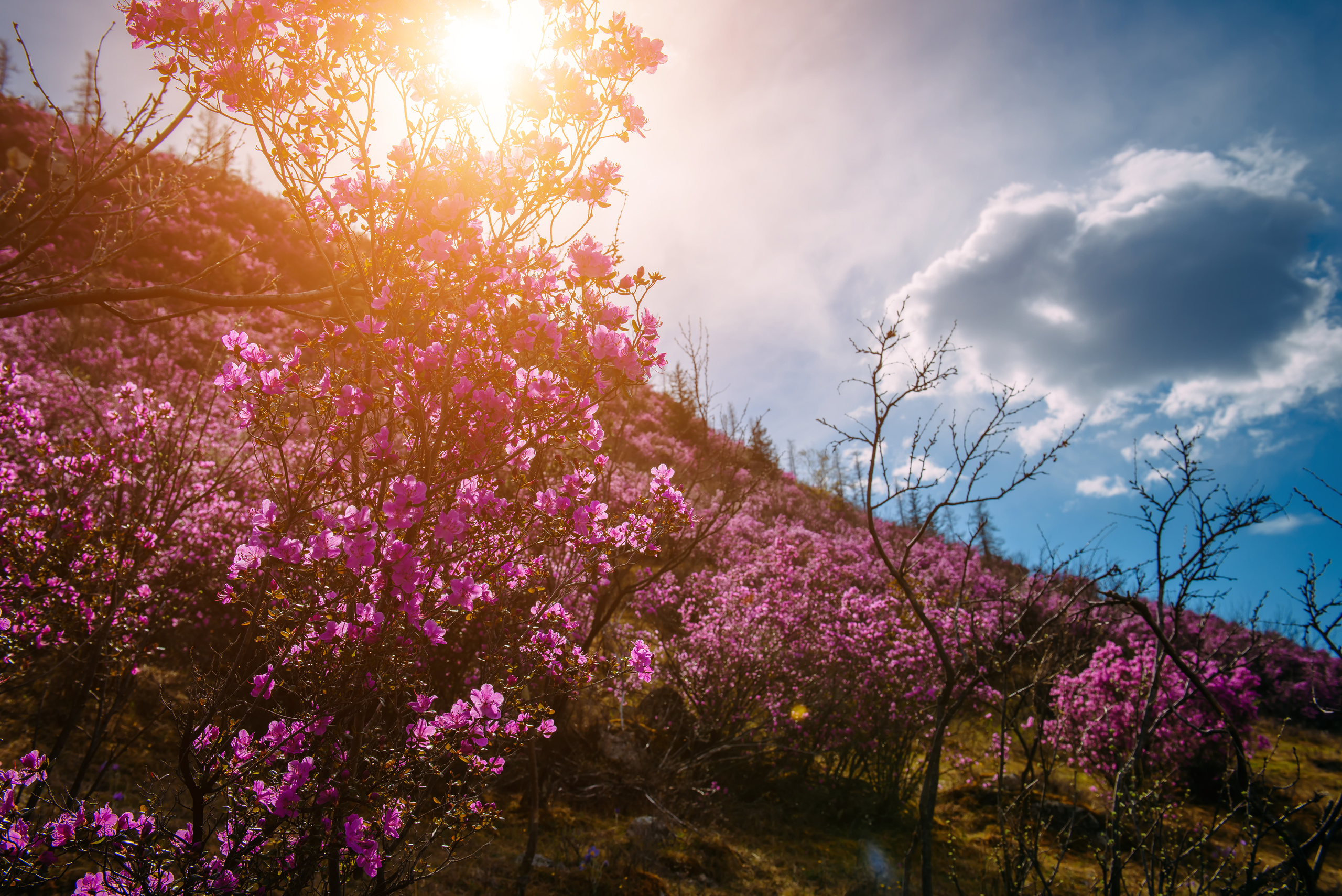 Алтай весной | Altai in spring. Свадебный и семейный фотограф в Новосибирске Александр Счастный