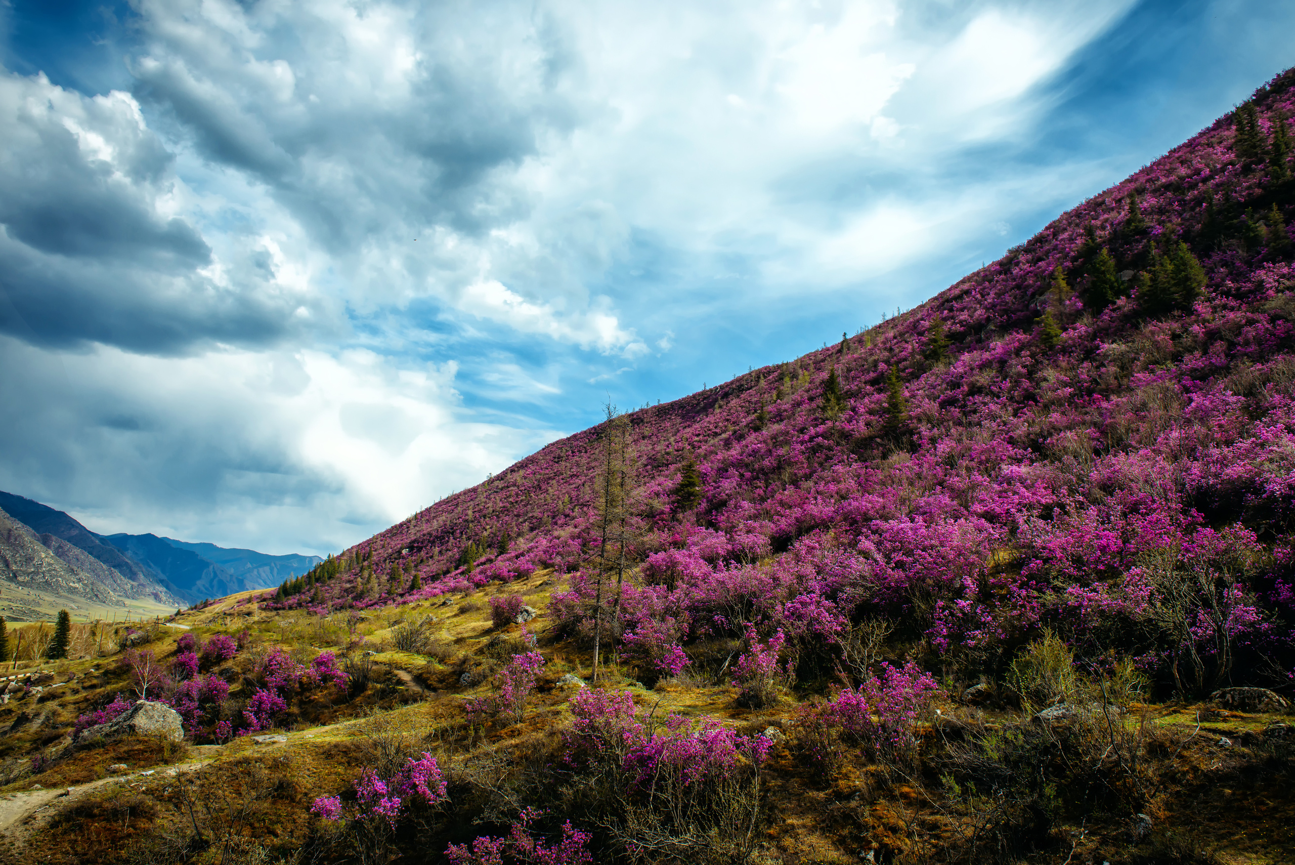 Алтай весной | Altai in spring. Свадебный и семейный фотограф в Новосибирске Александр Счастный