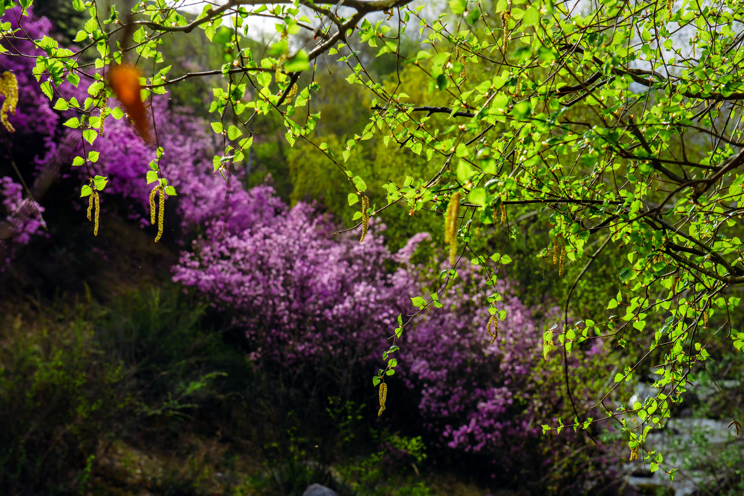 Алтай весной | Altai in spring. Свадебный и семейный фотограф в Новосибирске Александр Счастный