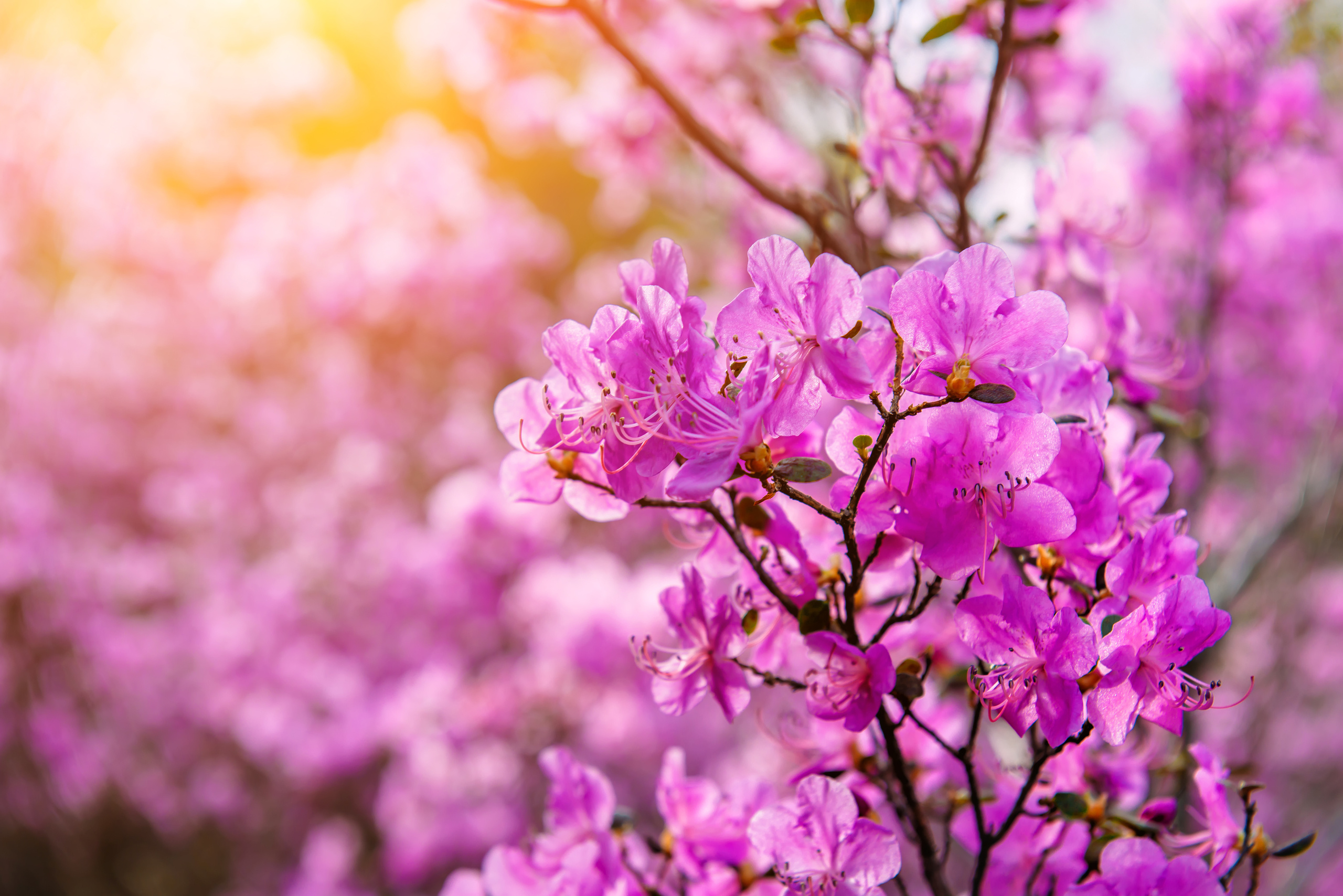 Алтай весной | Altai in spring. Свадебный и семейный фотограф в Новосибирске Александр Счастный
