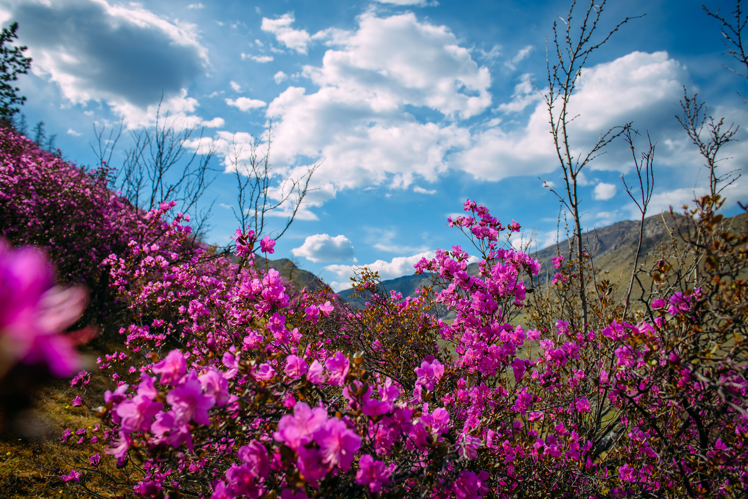 Алтай весной | Altai in spring. Свадебный и семейный фотограф в Новосибирске Александр Счастный