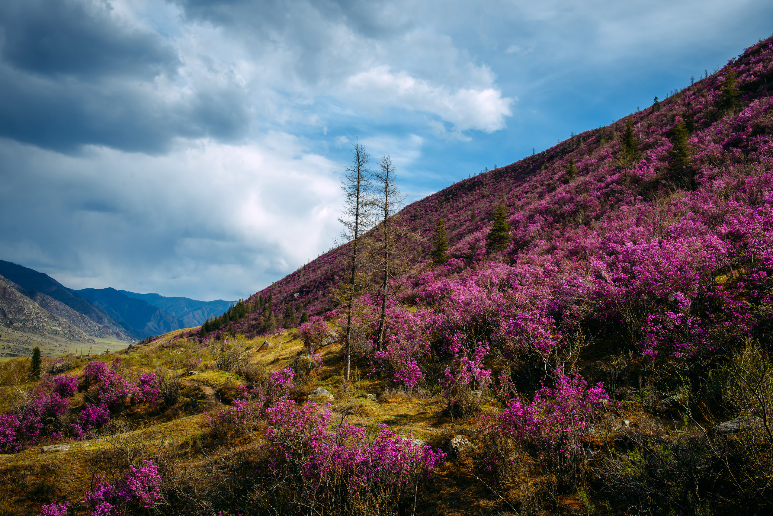 Алтай весной | Altai in spring. Свадебный и семейный фотограф в Новосибирске Александр Счастный