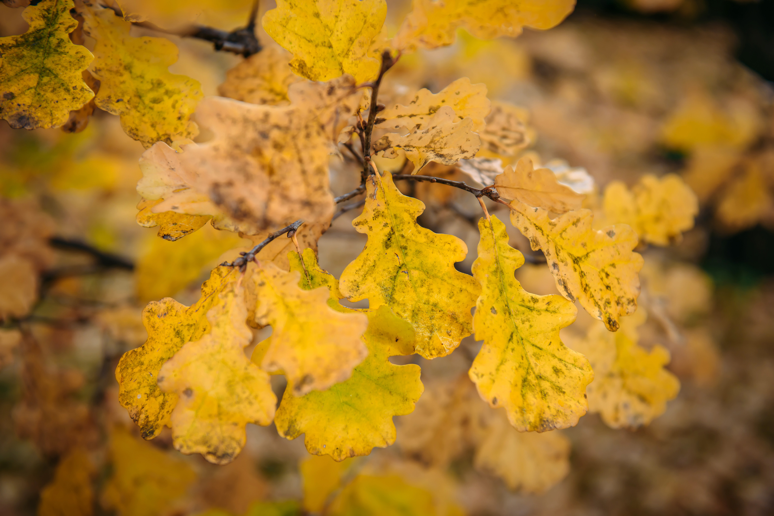 Алтай осенью | Altai in Autumn. Свадебный и семейный фотограф в Новосибирске Александр Счастный