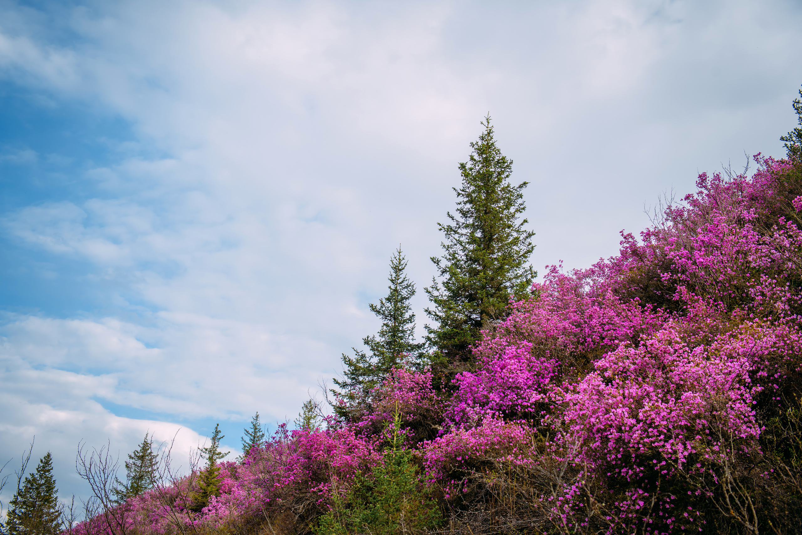 Алтай весной | Altai in spring. Свадебный и семейный фотограф в Новосибирске Александр Счастный