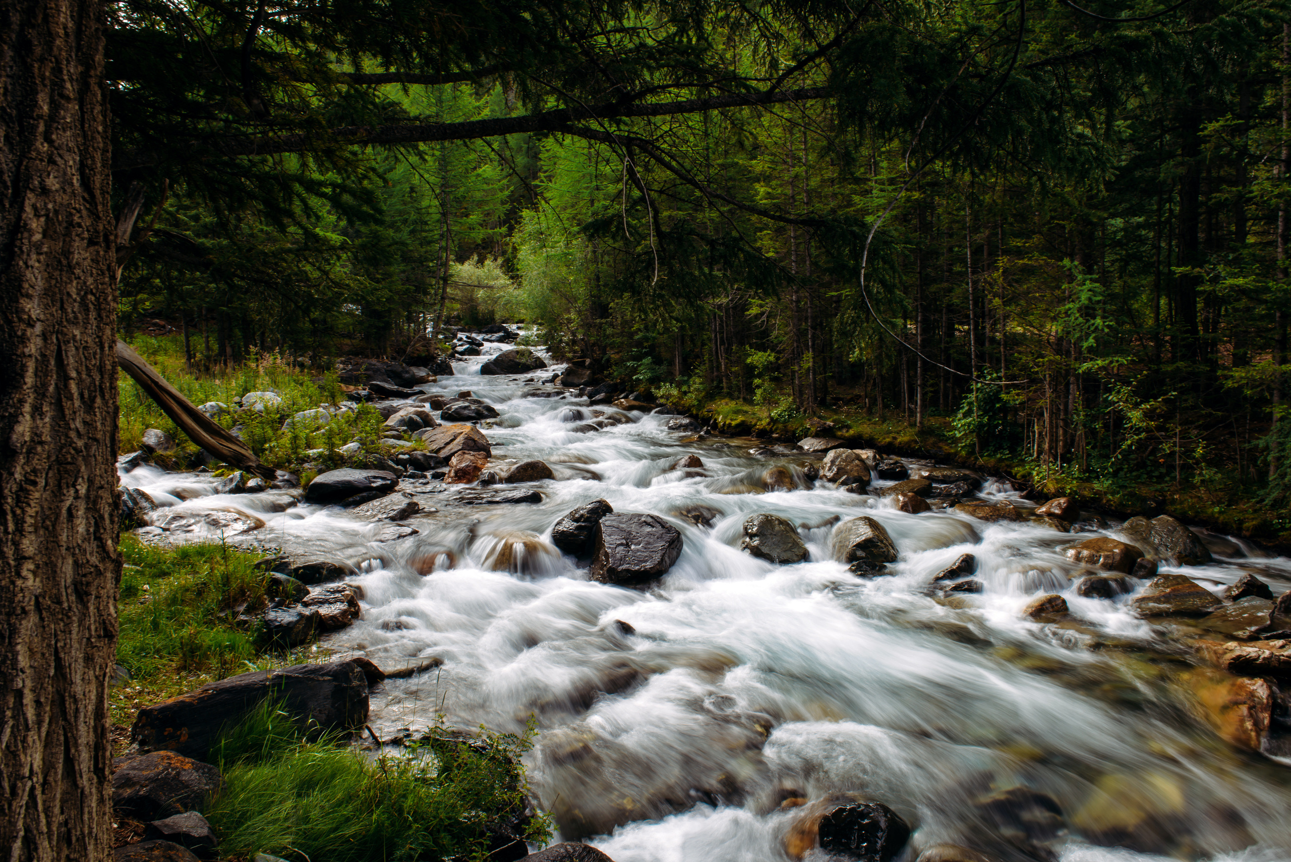 Алтай летом | Altai in summer. Свадебный и семейный фотограф в Новосибирске Александр Счастный