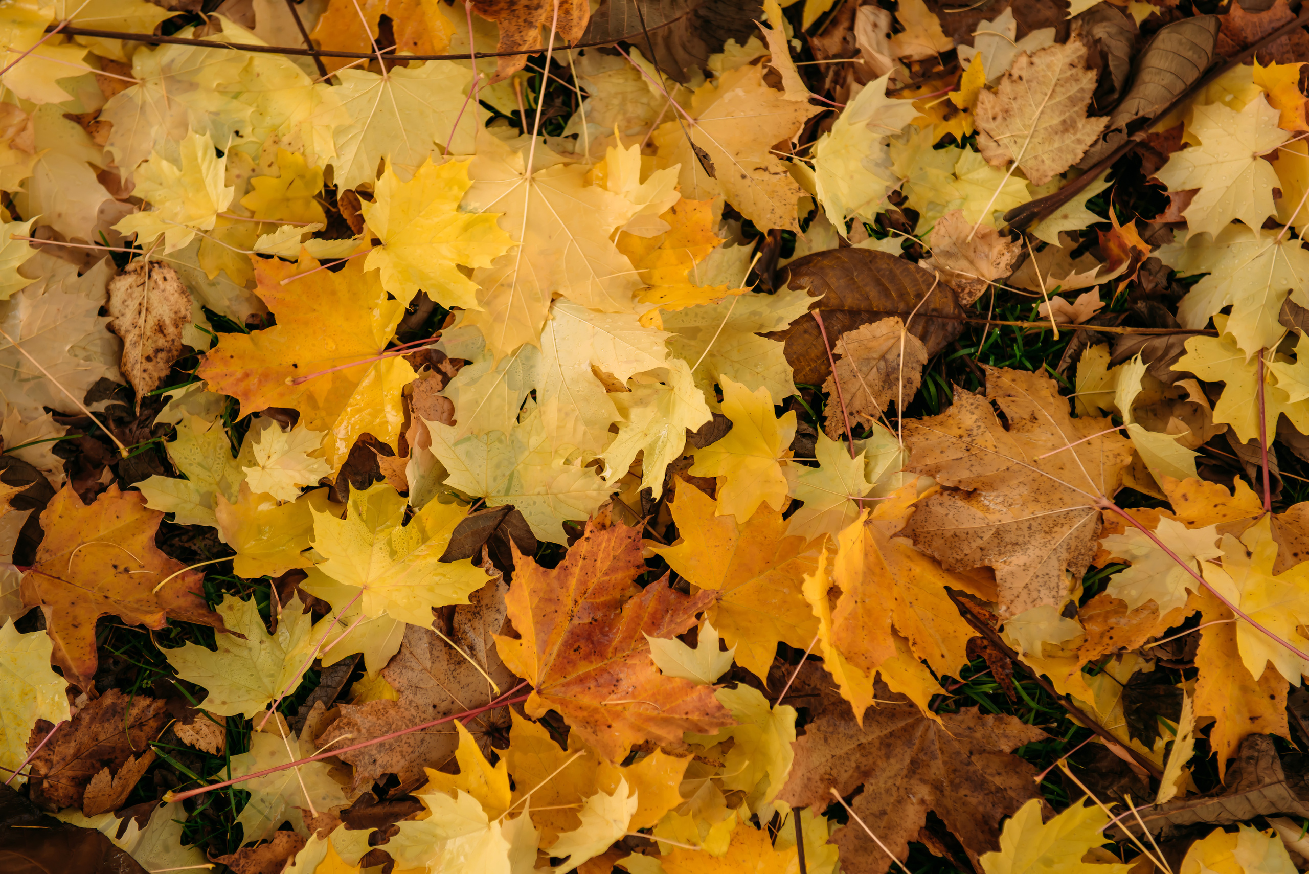 Алтай осенью | Altai in Autumn. Свадебный и семейный фотограф в Новосибирске Александр Счастный