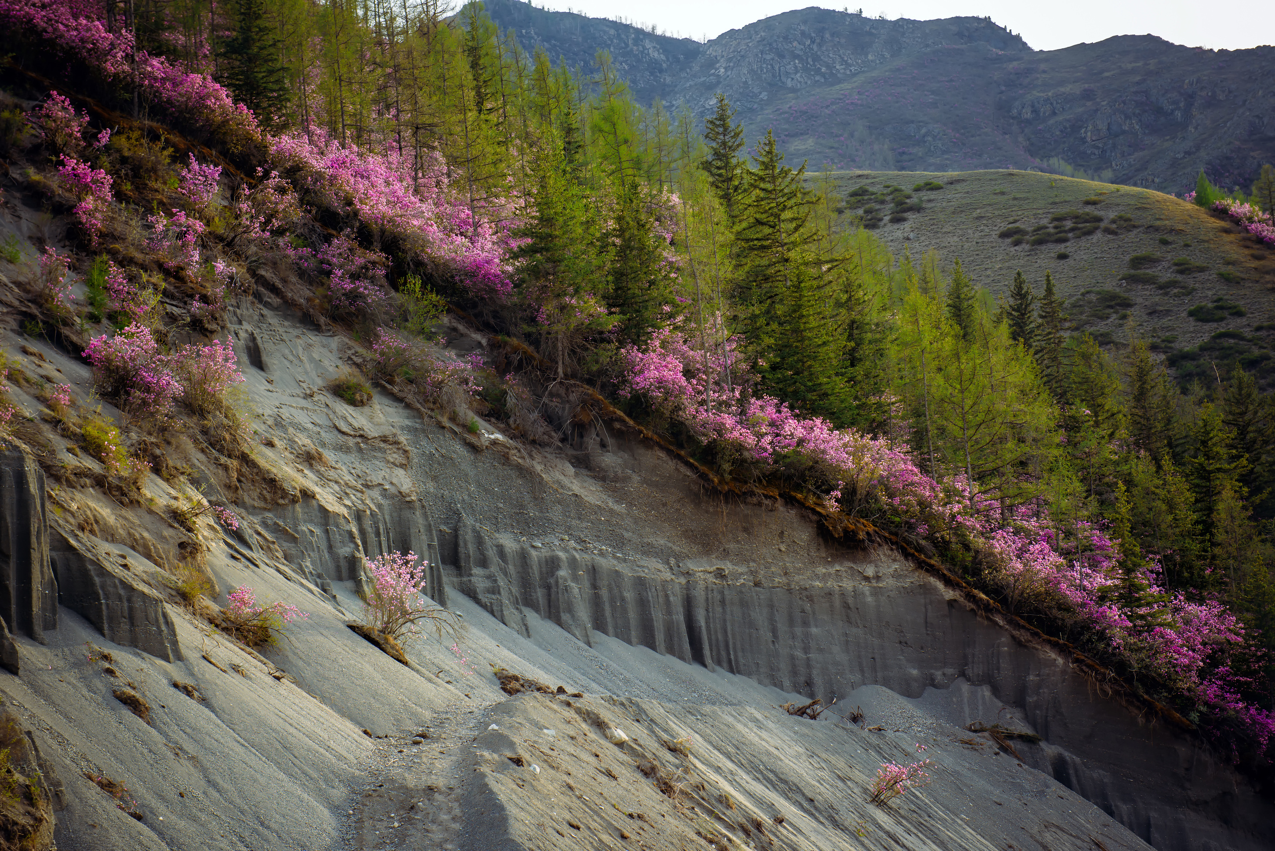 Алтай весной | Altai in spring. Свадебный и семейный фотограф в Новосибирске Александр Счастный