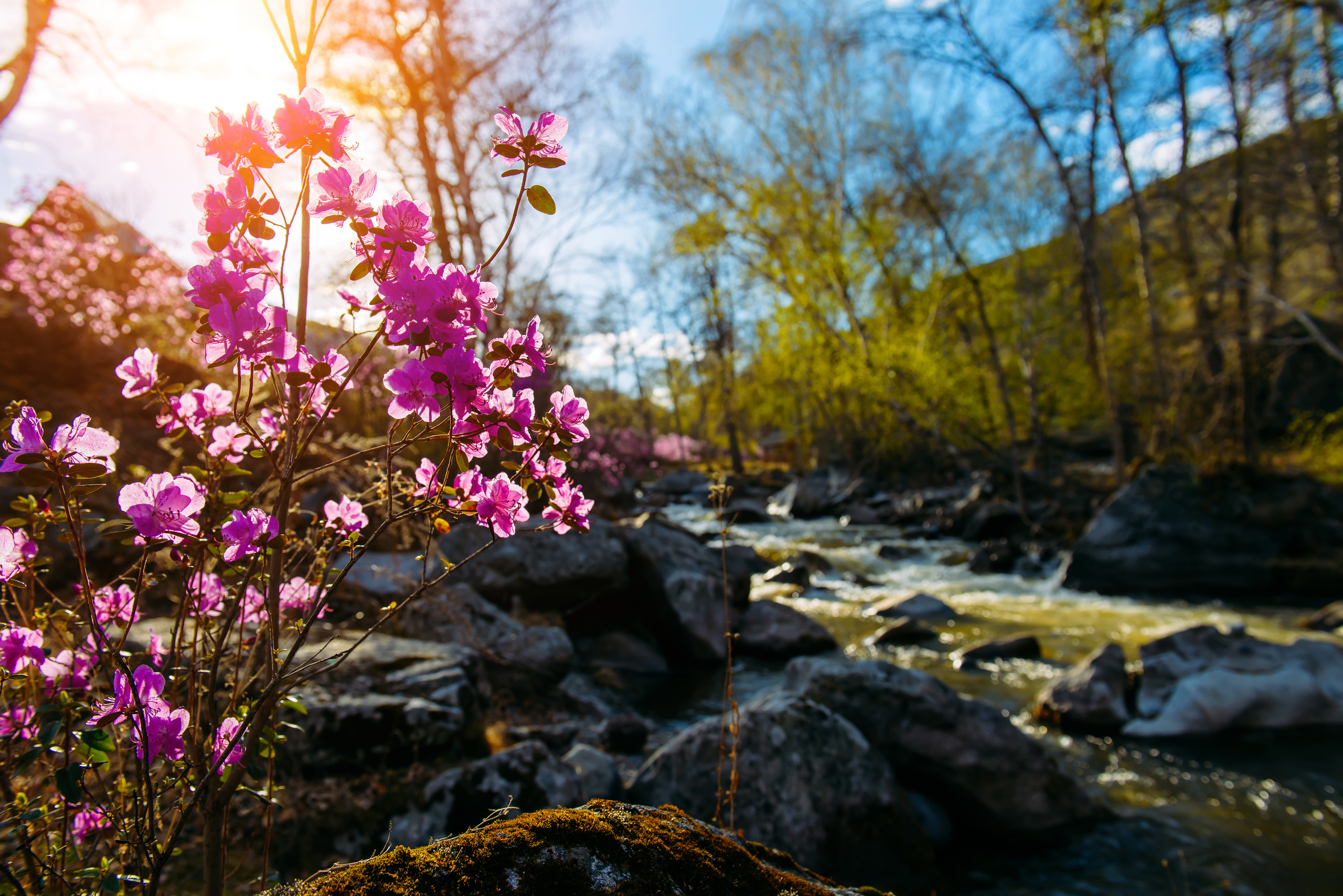 Алтай весной | Altai in spring. Свадебный и семейный фотограф в Новосибирске Александр Счастный
