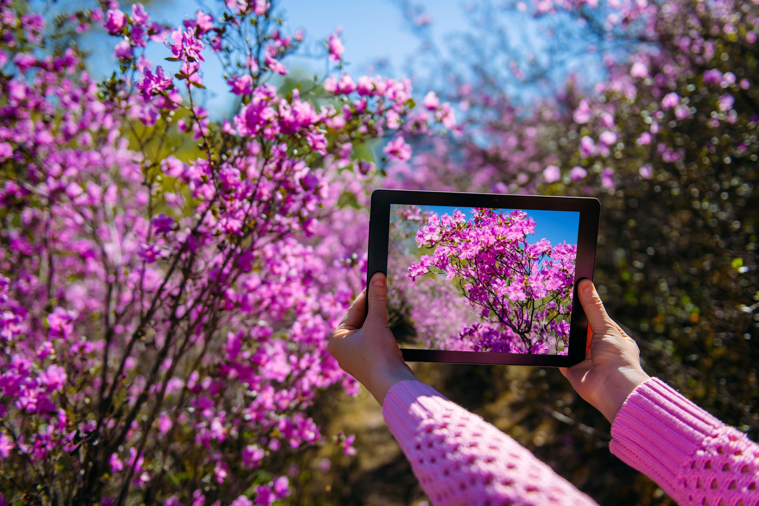 Алтай весной | Altai in spring. Свадебный и семейный фотограф в Новосибирске Александр Счастный