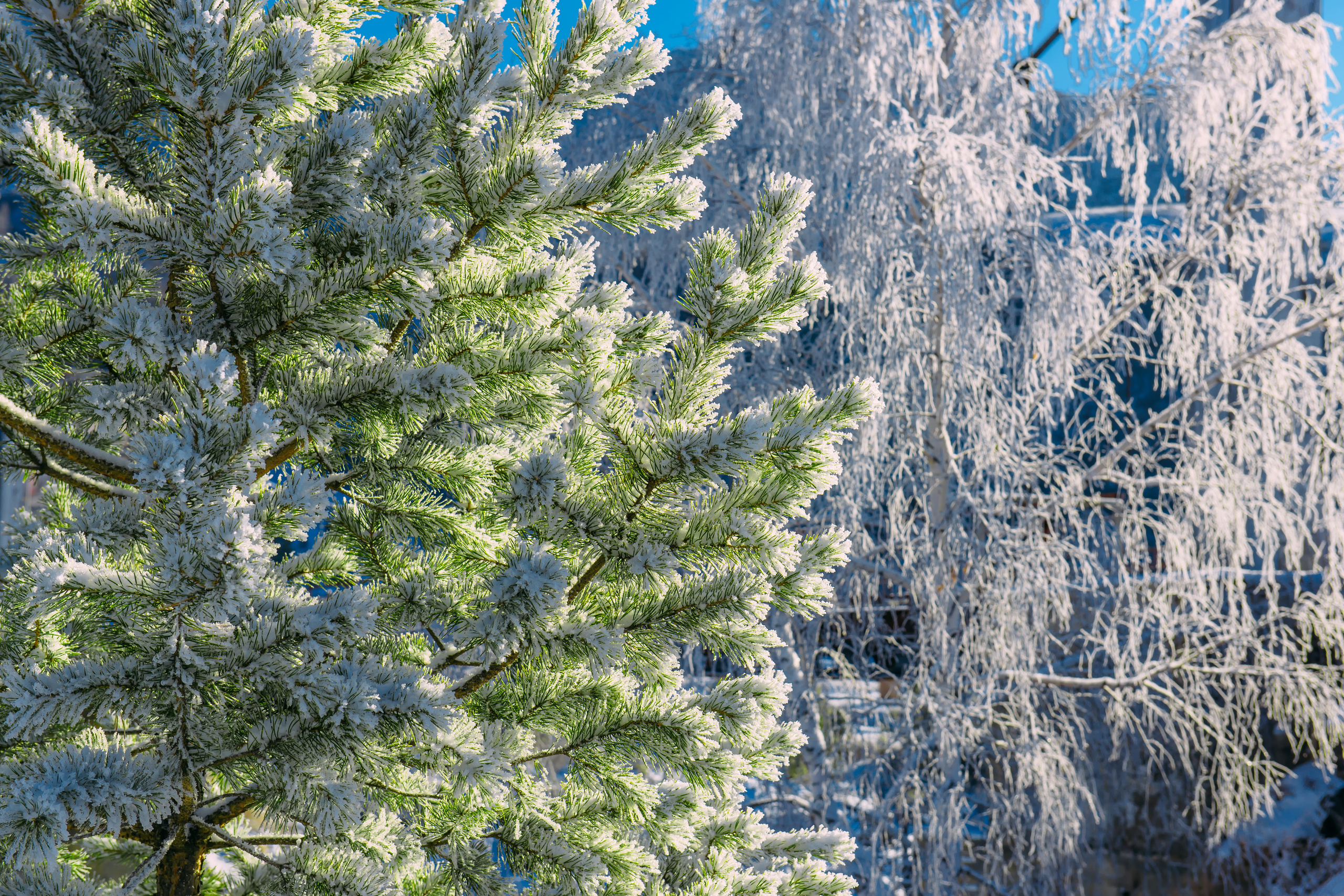 Алтай зимой | Altai in winter. Свадебный и семейный фотограф в Новосибирске Александр Счастный