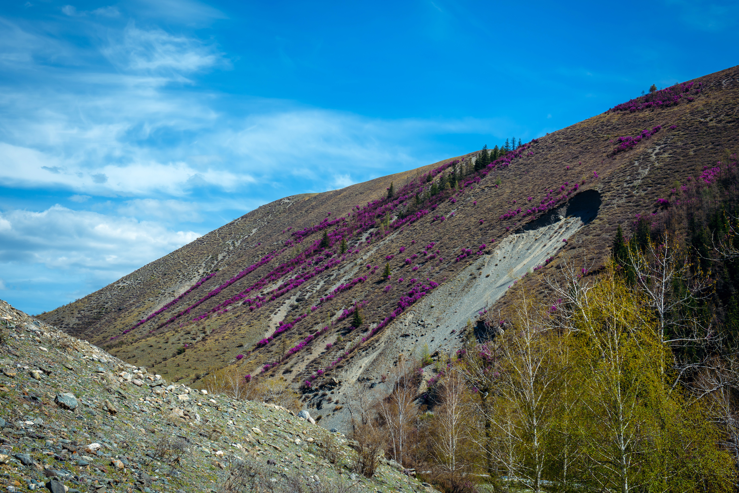 Алтай весной | Altai in spring. Свадебный и семейный фотограф в Новосибирске Александр Счастный