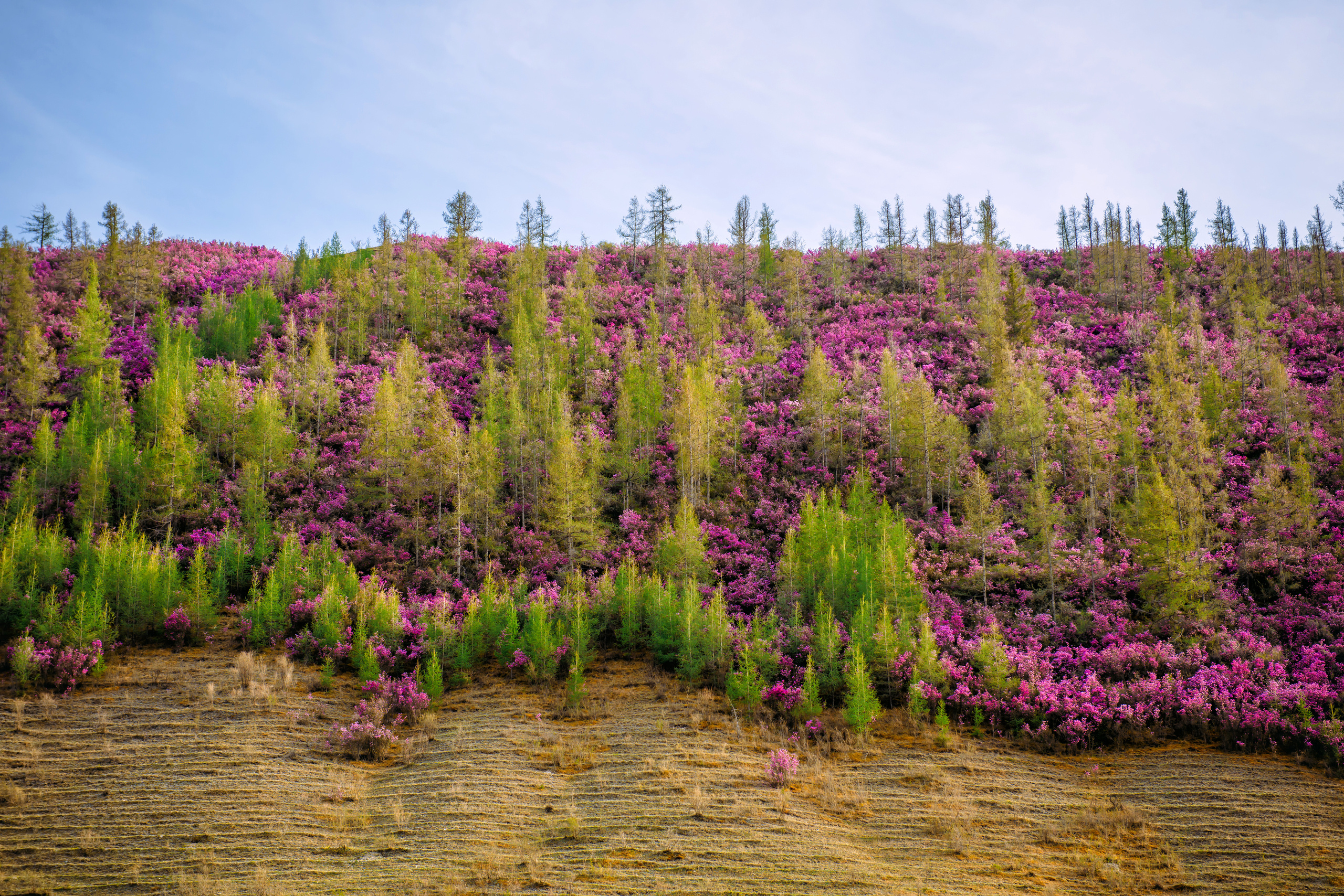 Алтай весной | Altai in spring. Свадебный и семейный фотограф в Новосибирске Александр Счастный