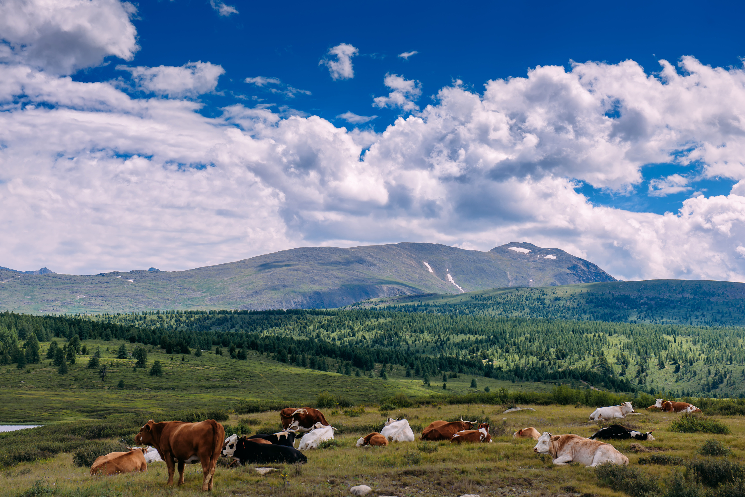 Алтай летом | Altai in summer. Свадебный и семейный фотограф в Новосибирске Александр Счастный