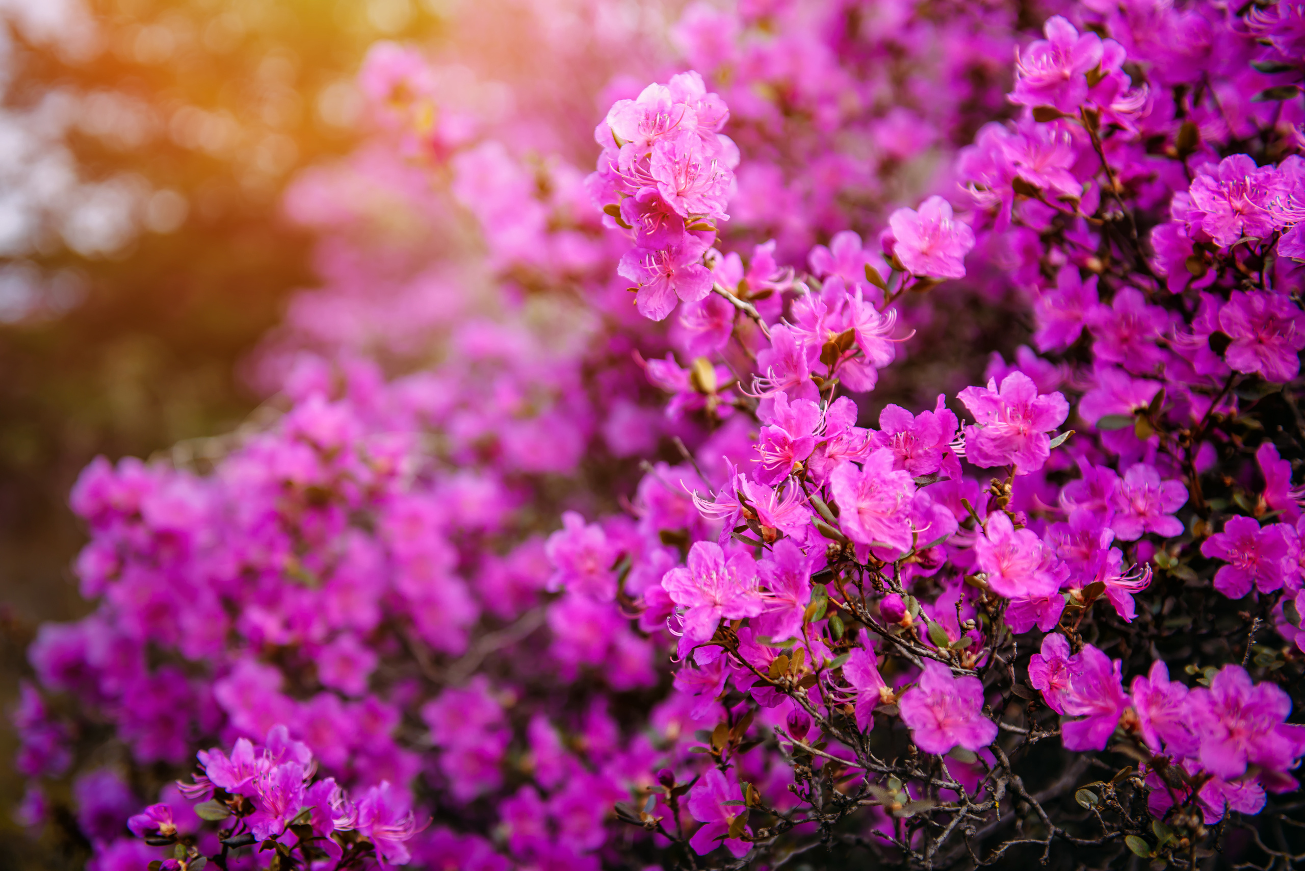 Алтай весной | Altai in spring. Свадебный и семейный фотограф в Новосибирске Александр Счастный