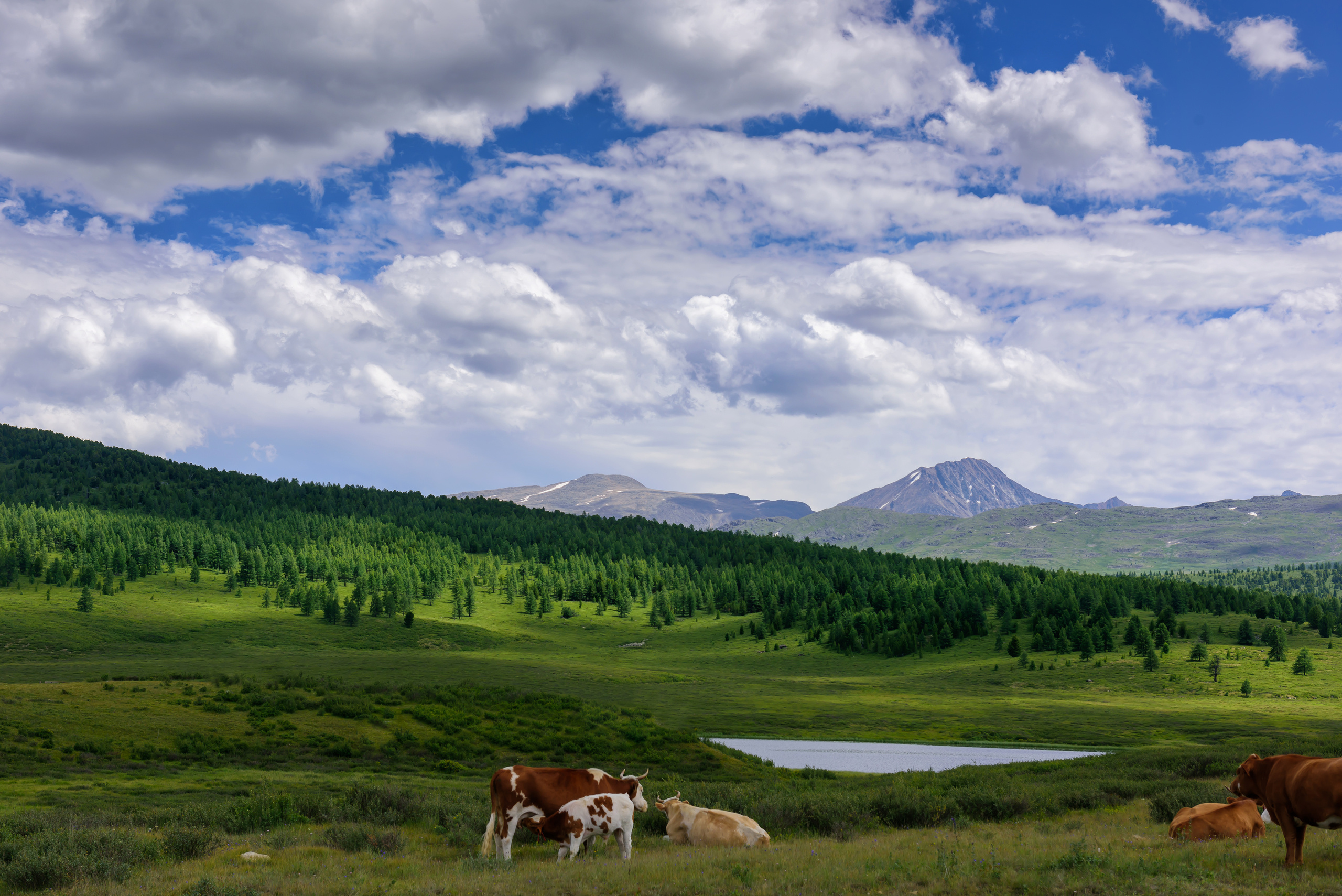 Алтай летом | Altai in summer. Свадебный и семейный фотограф в Новосибирске Александр Счастный