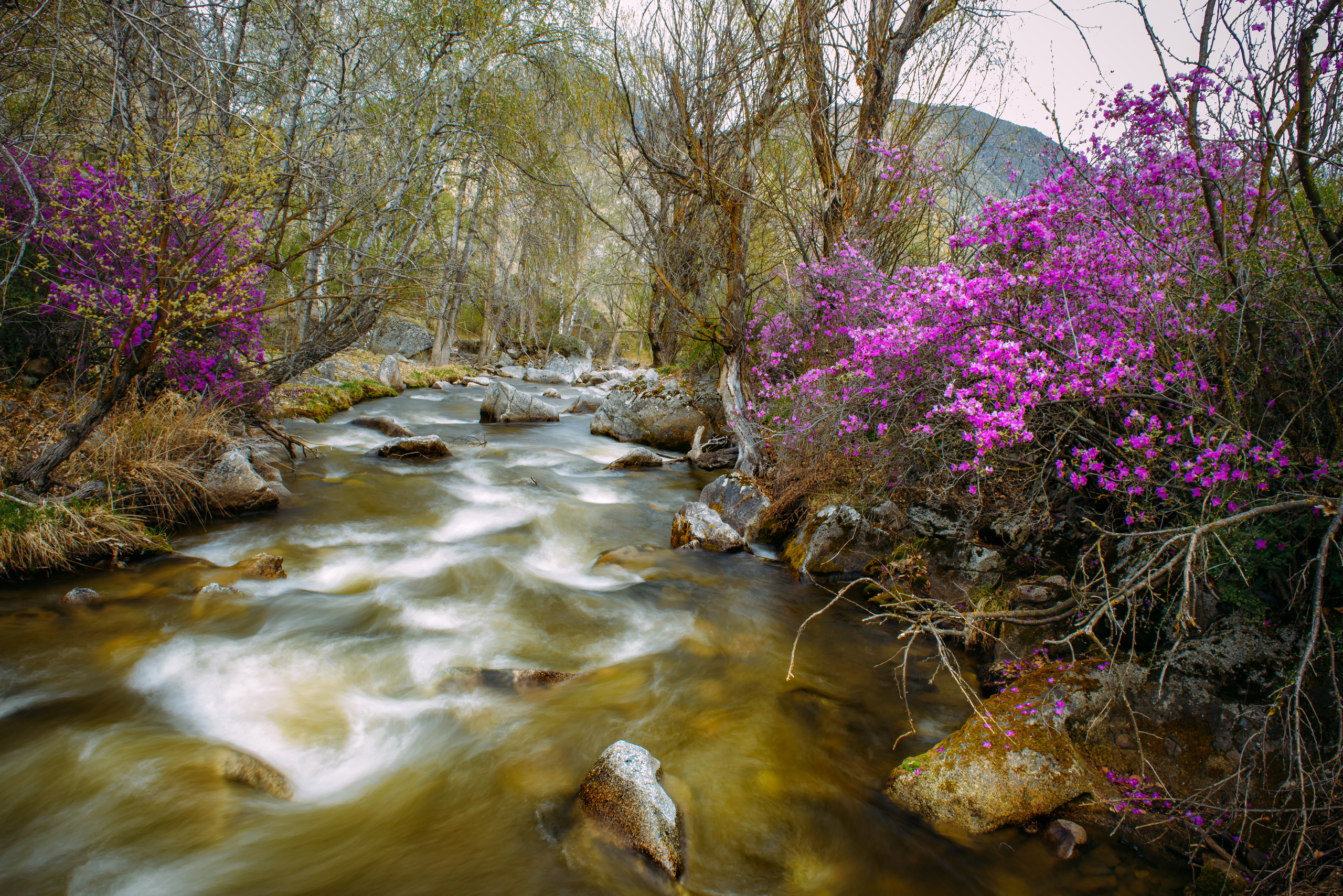 Алтай весной | Altai in spring. Свадебный и семейный фотограф в Новосибирске Александр Счастный