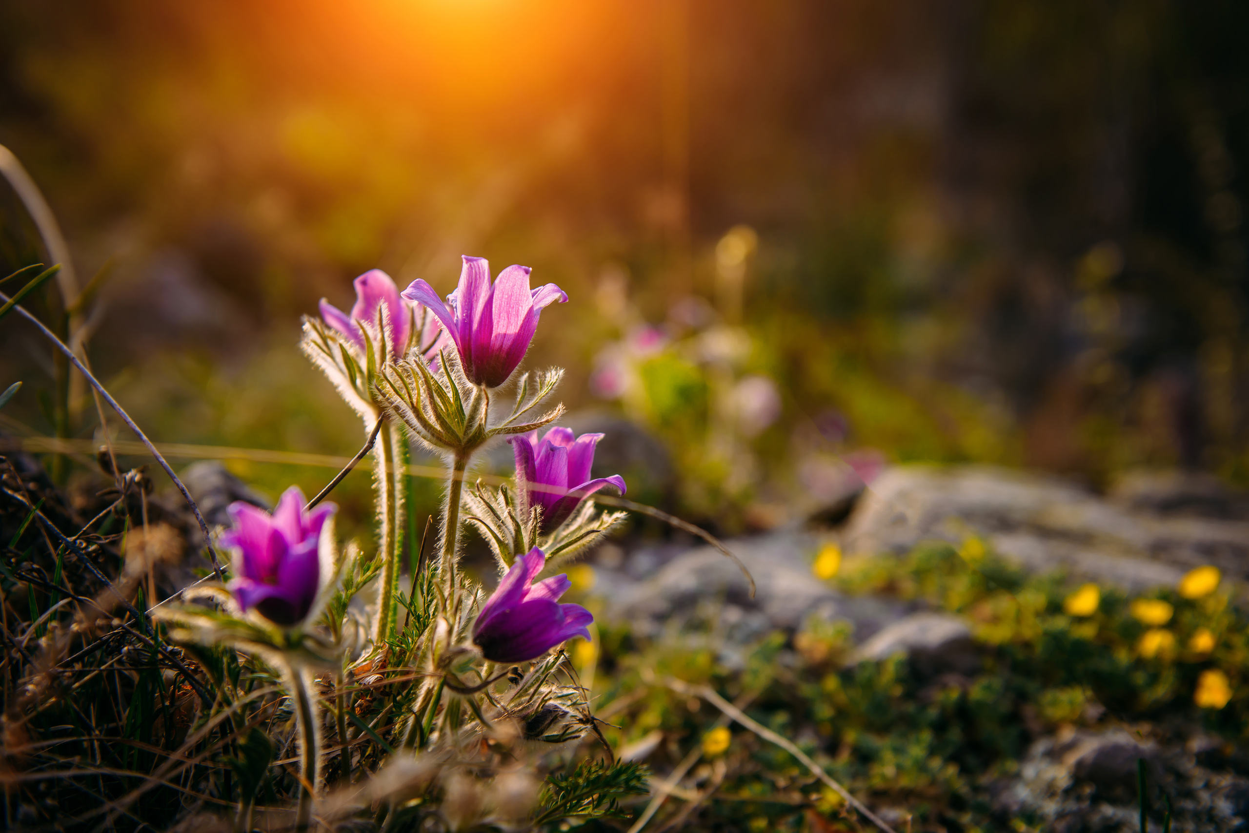 Алтай весной | Altai in spring. Свадебный и семейный фотограф в Новосибирске Александр Счастный