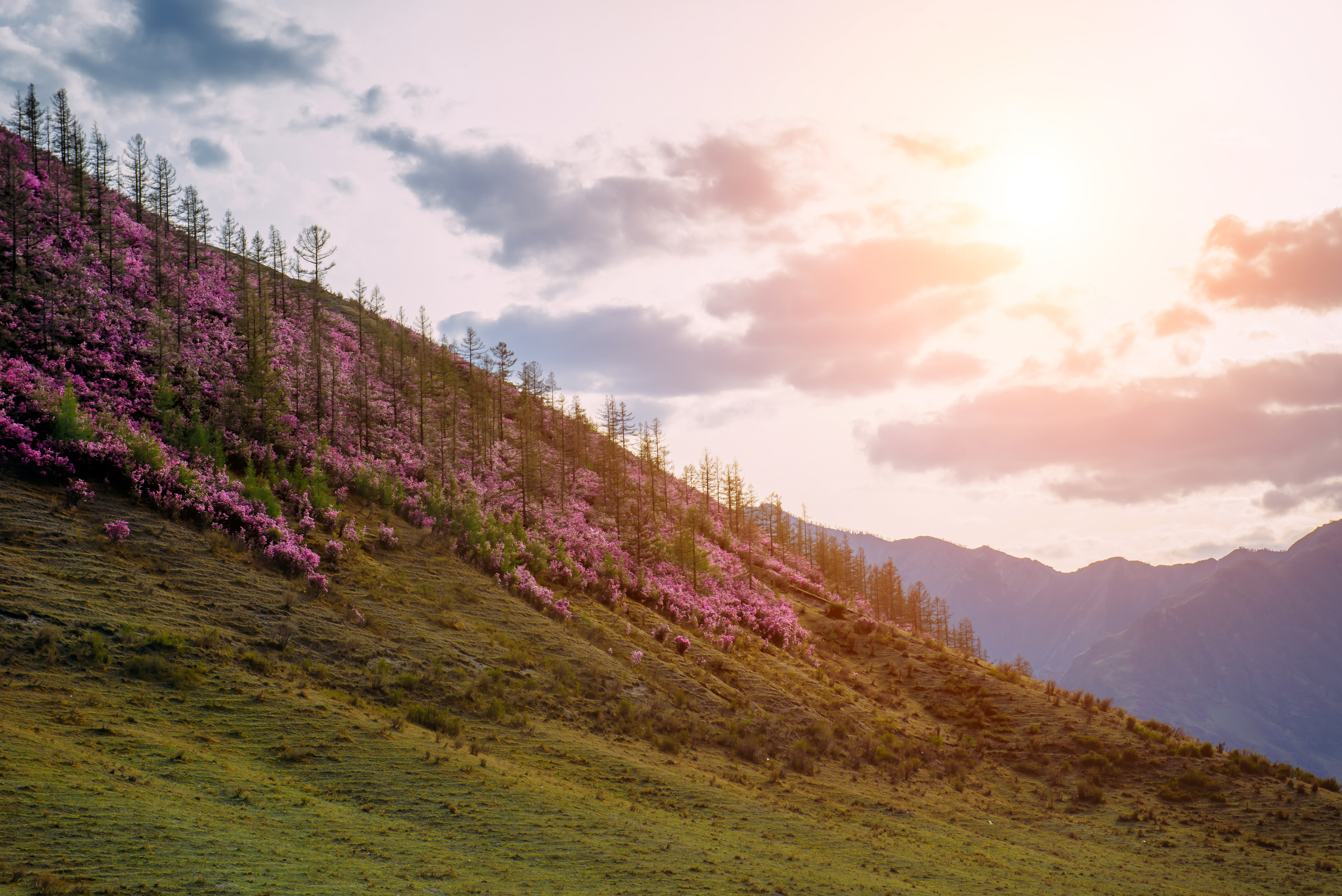 Алтай весной | Altai in spring. Свадебный и семейный фотограф в Новосибирске Александр Счастный
