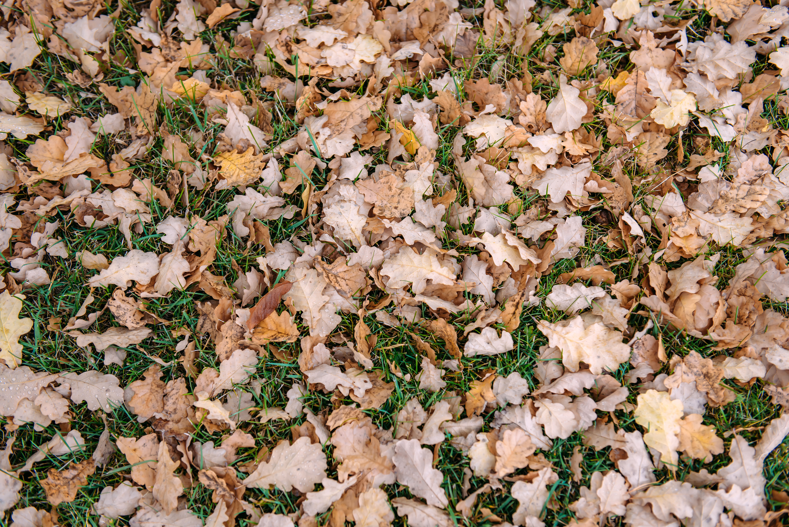 Алтай осенью | Altai in Autumn. Свадебный и семейный фотограф в Новосибирске Александр Счастный