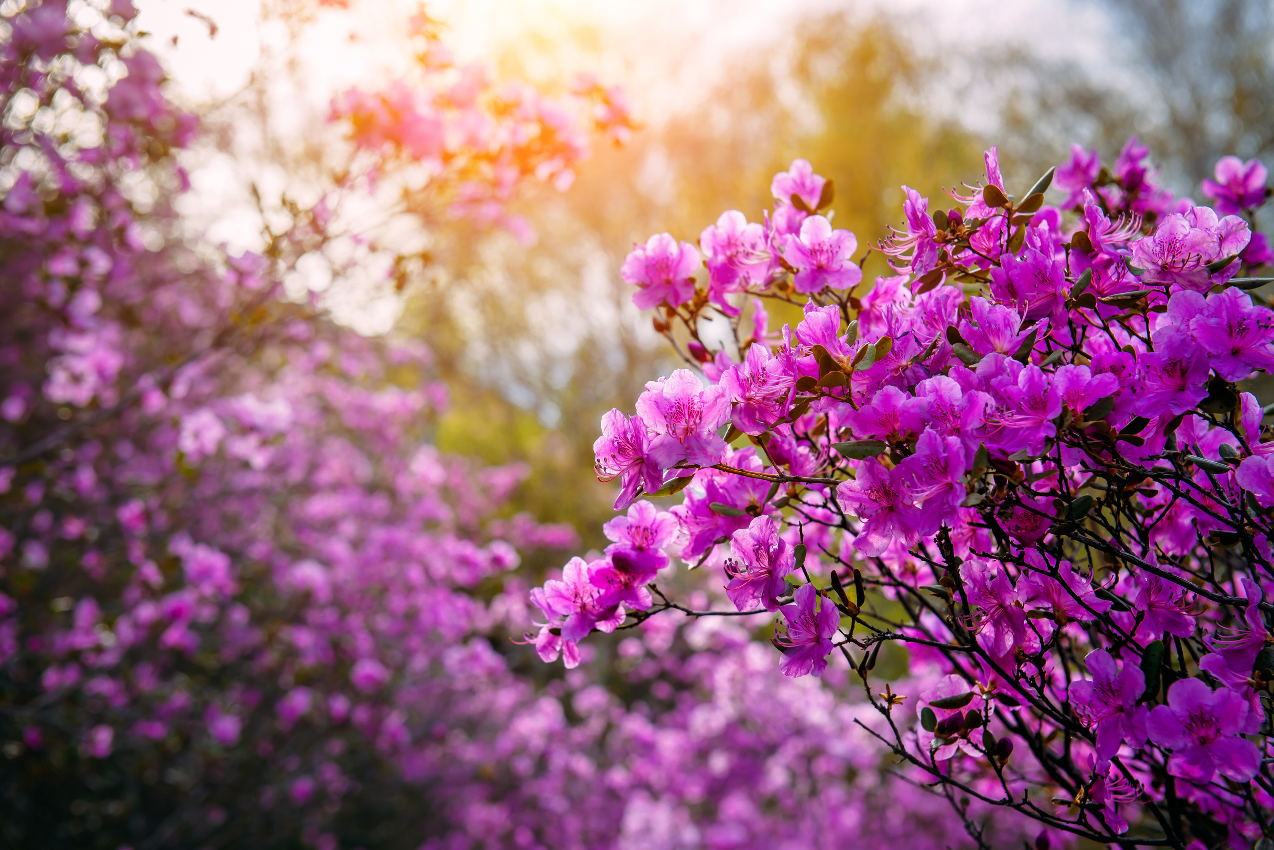 Алтай весной | Altai in spring. Свадебный и семейный фотограф в Новосибирске Александр Счастный