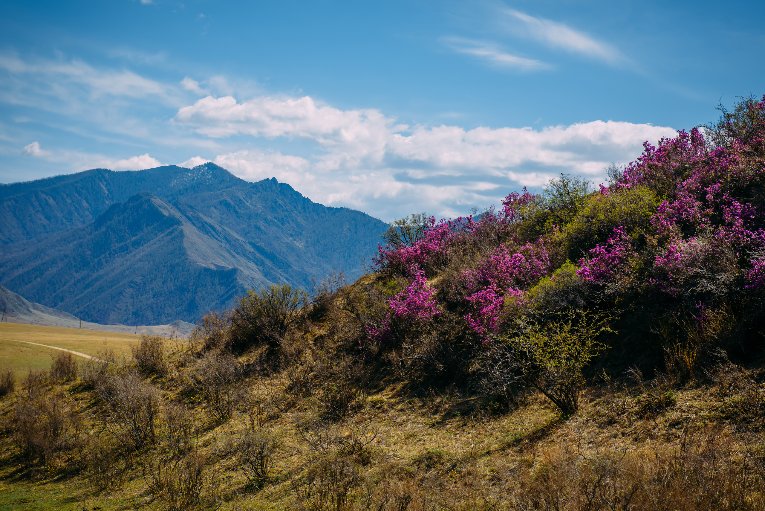Алтай весной | Altai in spring. Свадебный и семейный фотограф в Новосибирске Александр Счастный