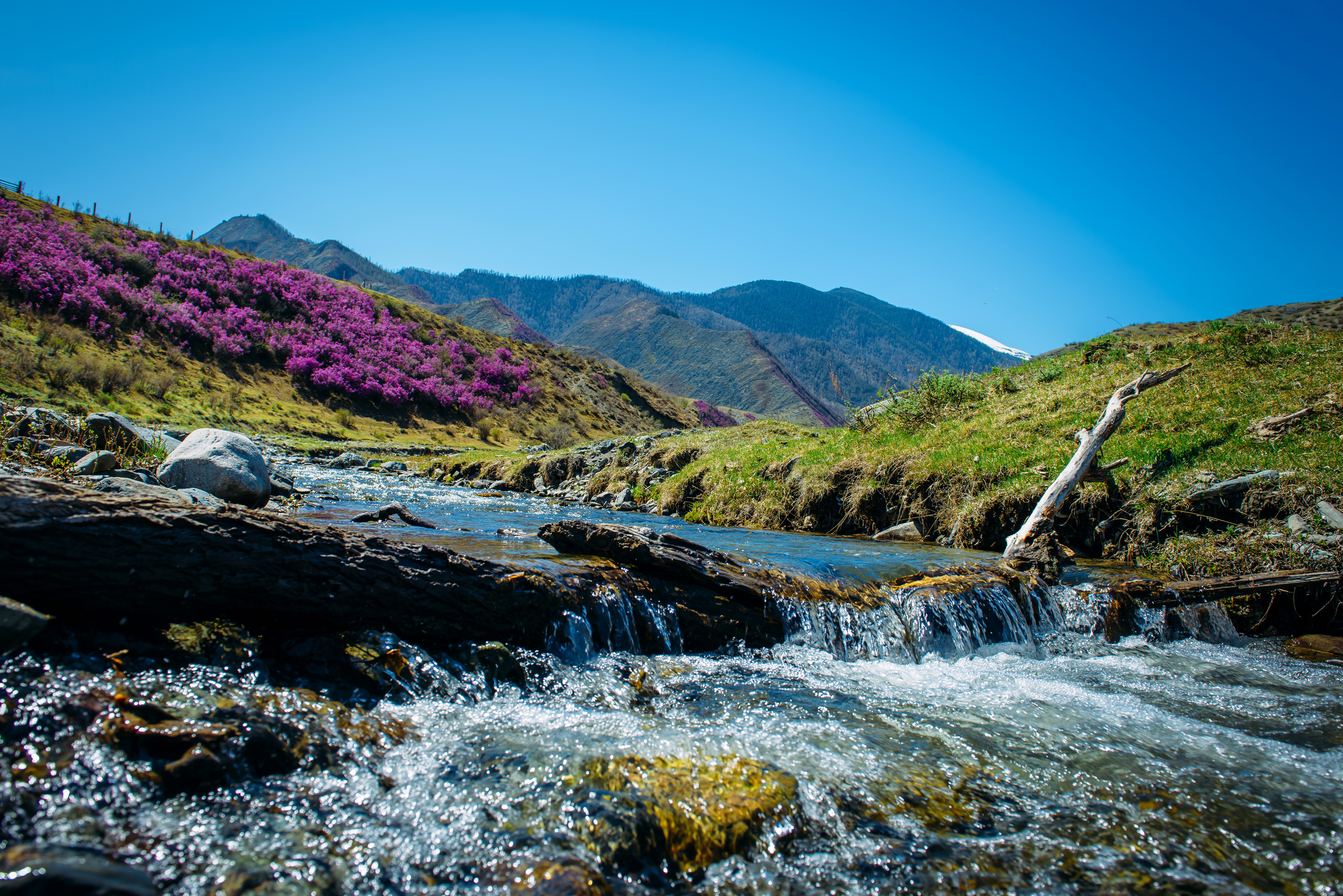 Алтай весной | Altai in spring. Свадебный и семейный фотограф в Новосибирске Александр Счастный