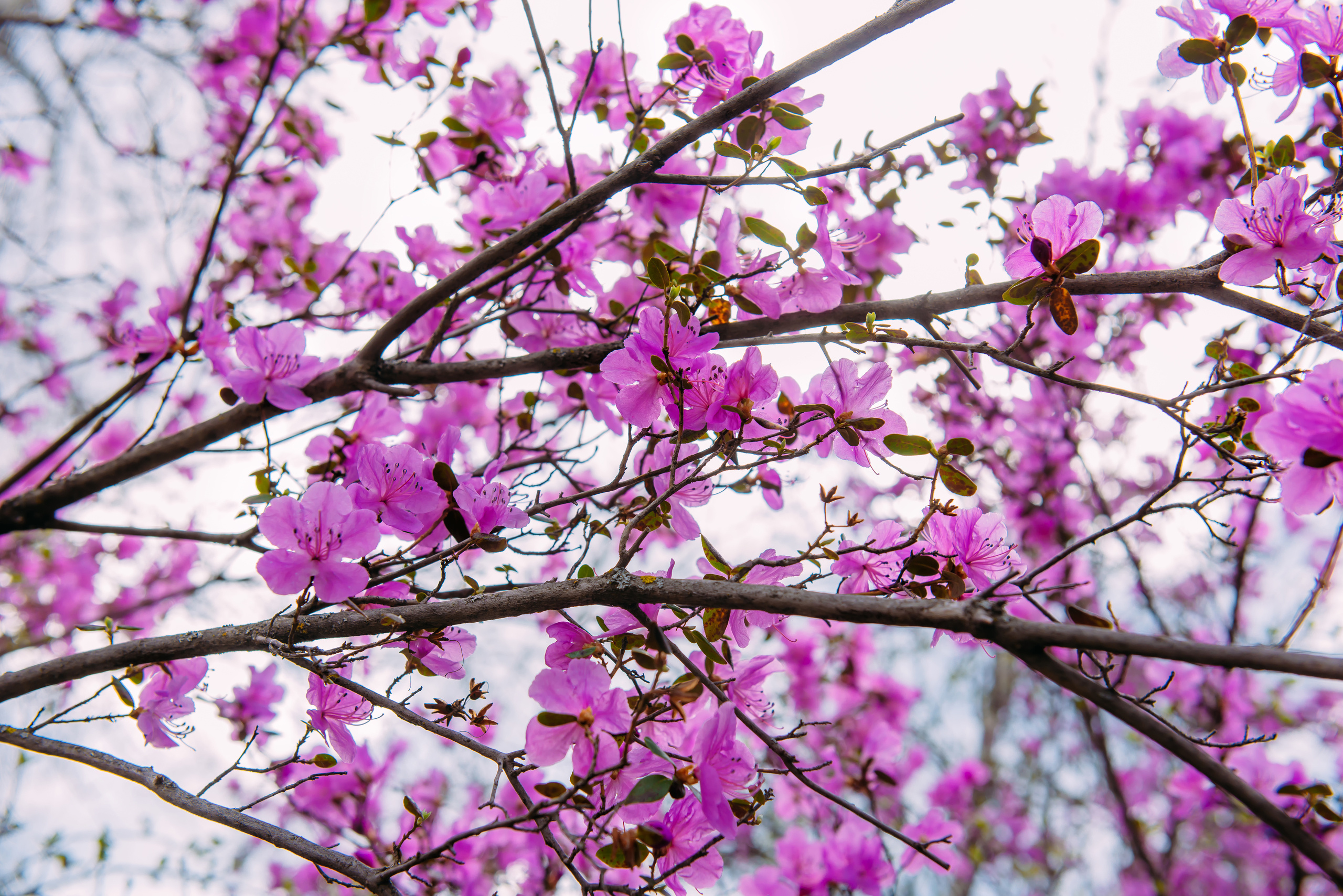 Алтай весной | Altai in spring. Свадебный и семейный фотограф в Новосибирске Александр Счастный