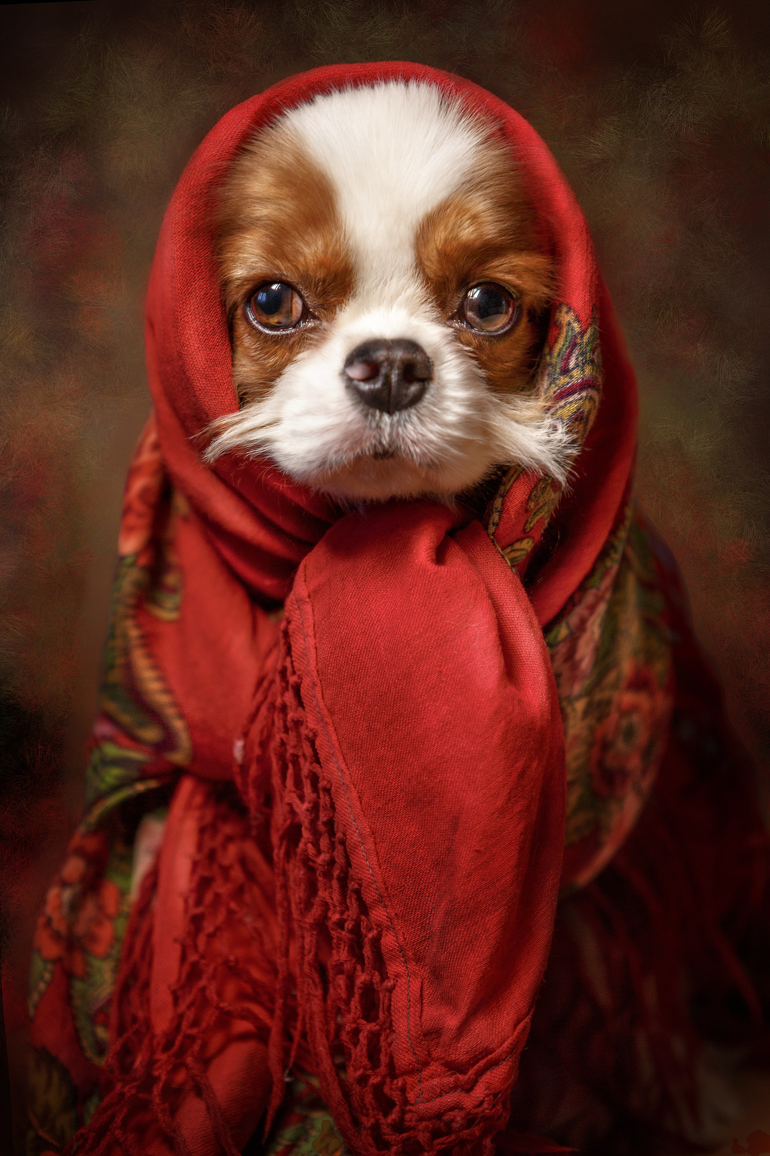 Портфолио. Студия груминга Валерии Кравец