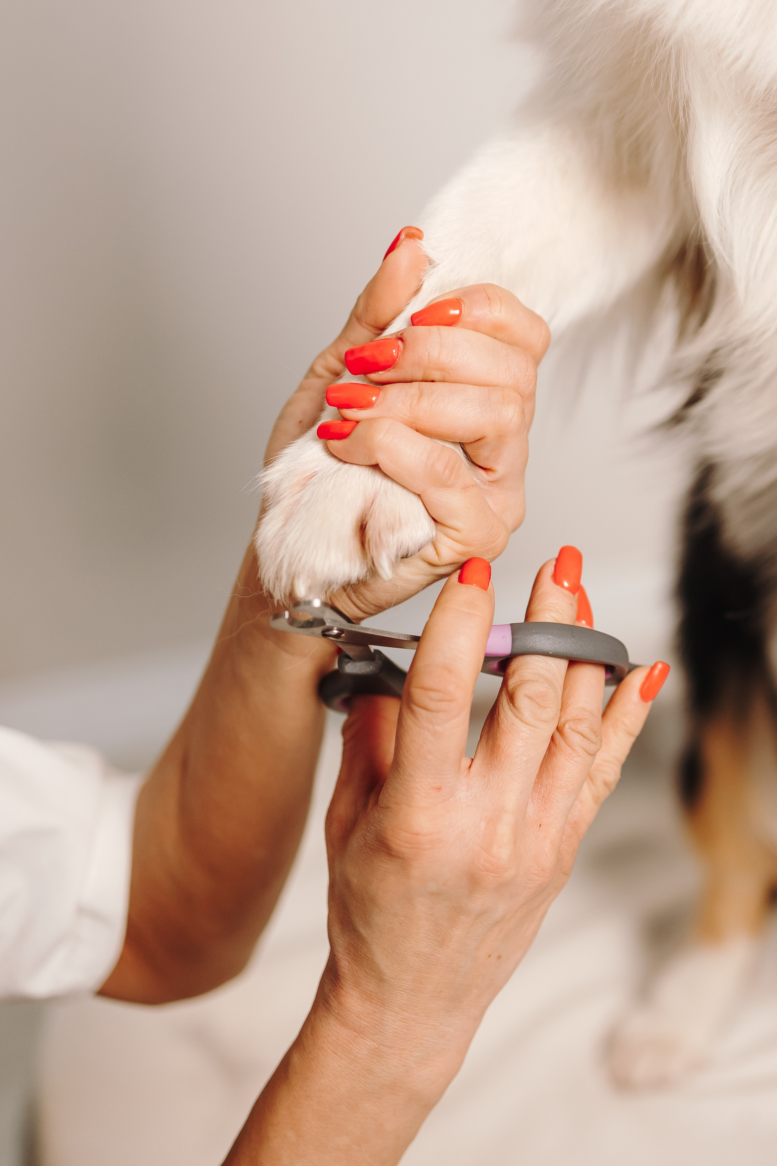 Груминг. Фотограф-анималист в Санкт-Петербурге Алина Яхонт