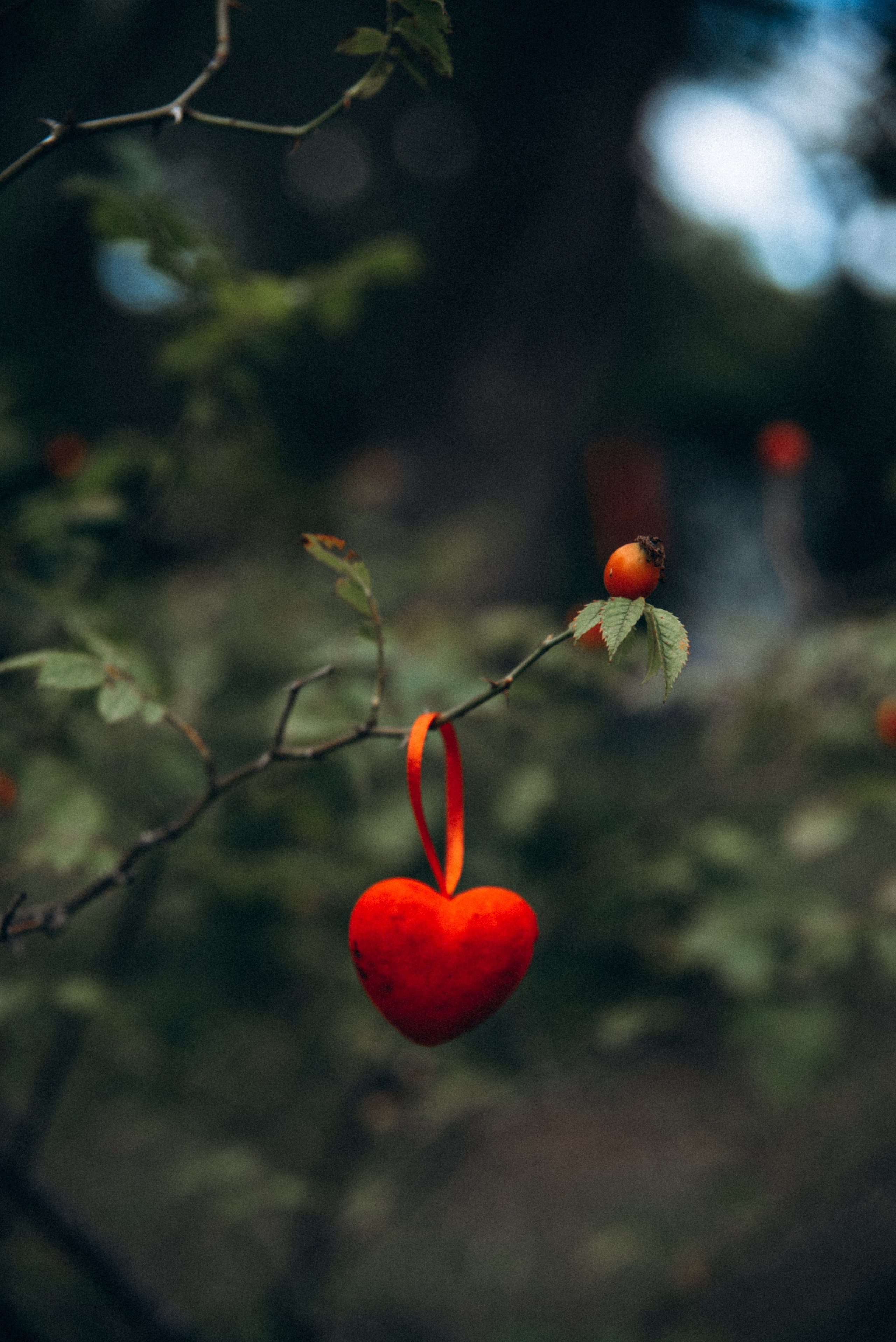 Harmoyfest 2023 Georgia 🇬🇪. Anita_photo